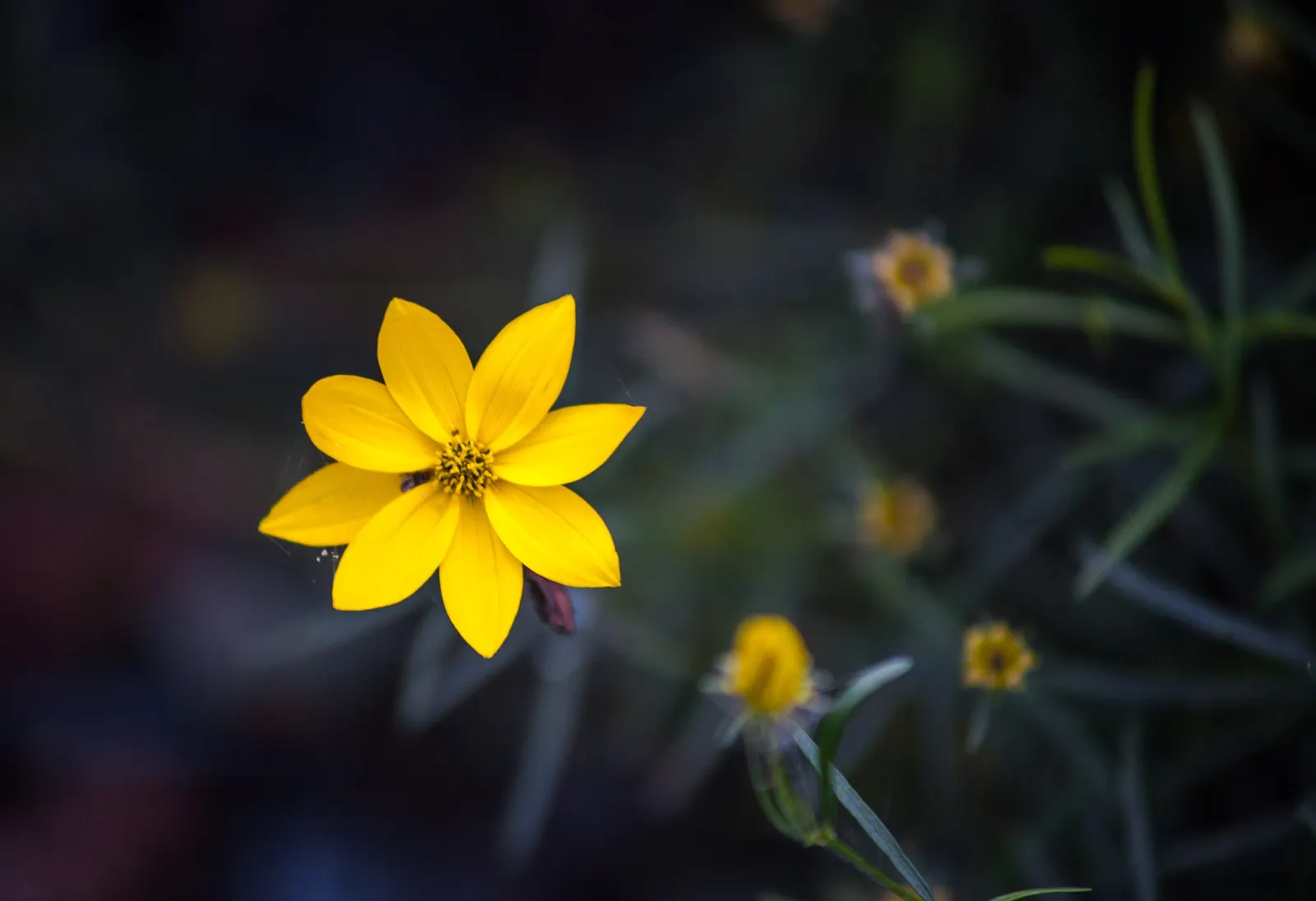 Moonbeam Threadleaf Coreopsis (Coreopsis Verticillata 'Moonbeam') — making it a practical choice in areas where deer browsing can be a, image 71
