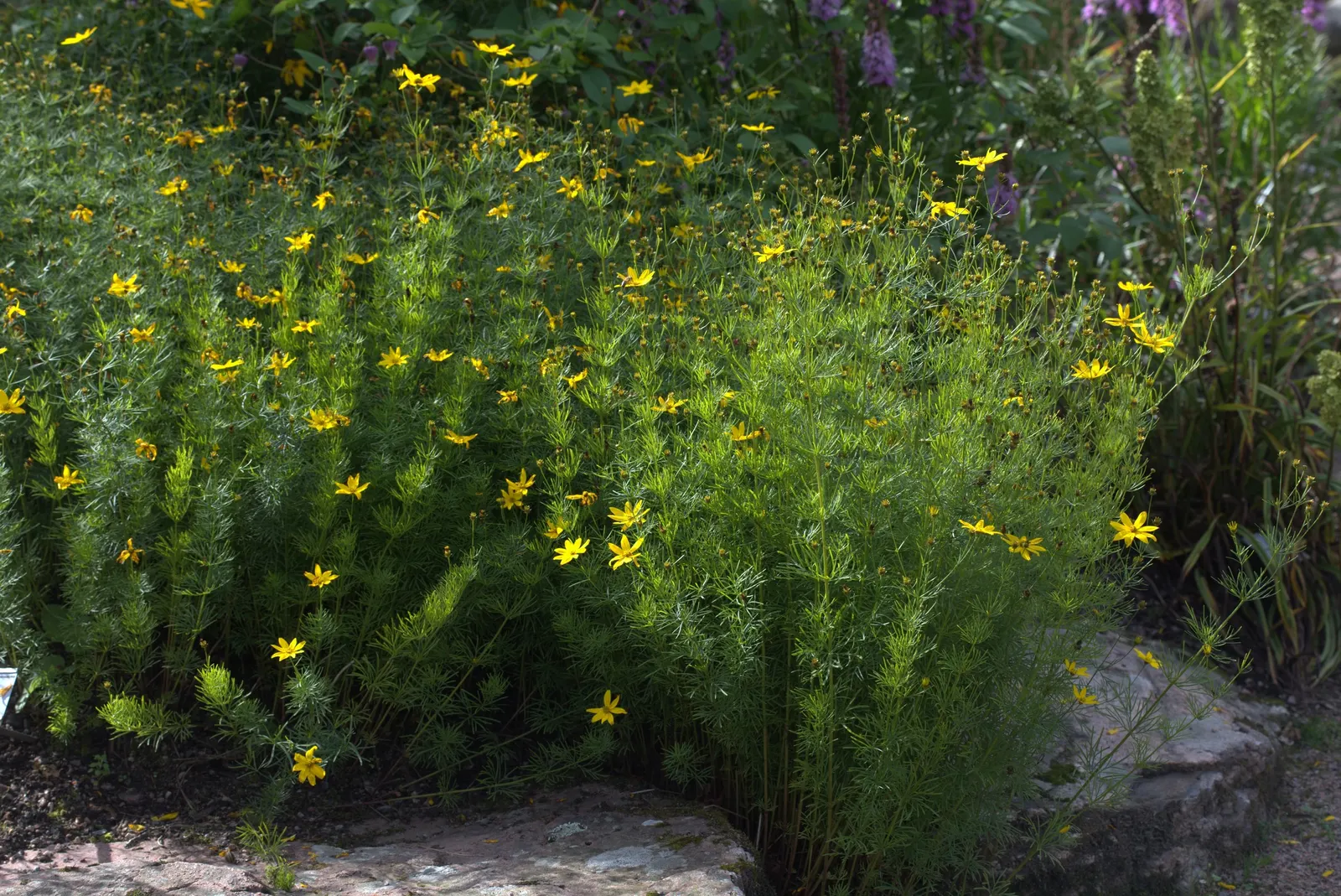 Moonbeam Threadleaf Coreopsis (Coreopsis Verticillata 'Moonbeam') — adding a subtle splash of color to any landscape design; commonly referred to as Moonbeam