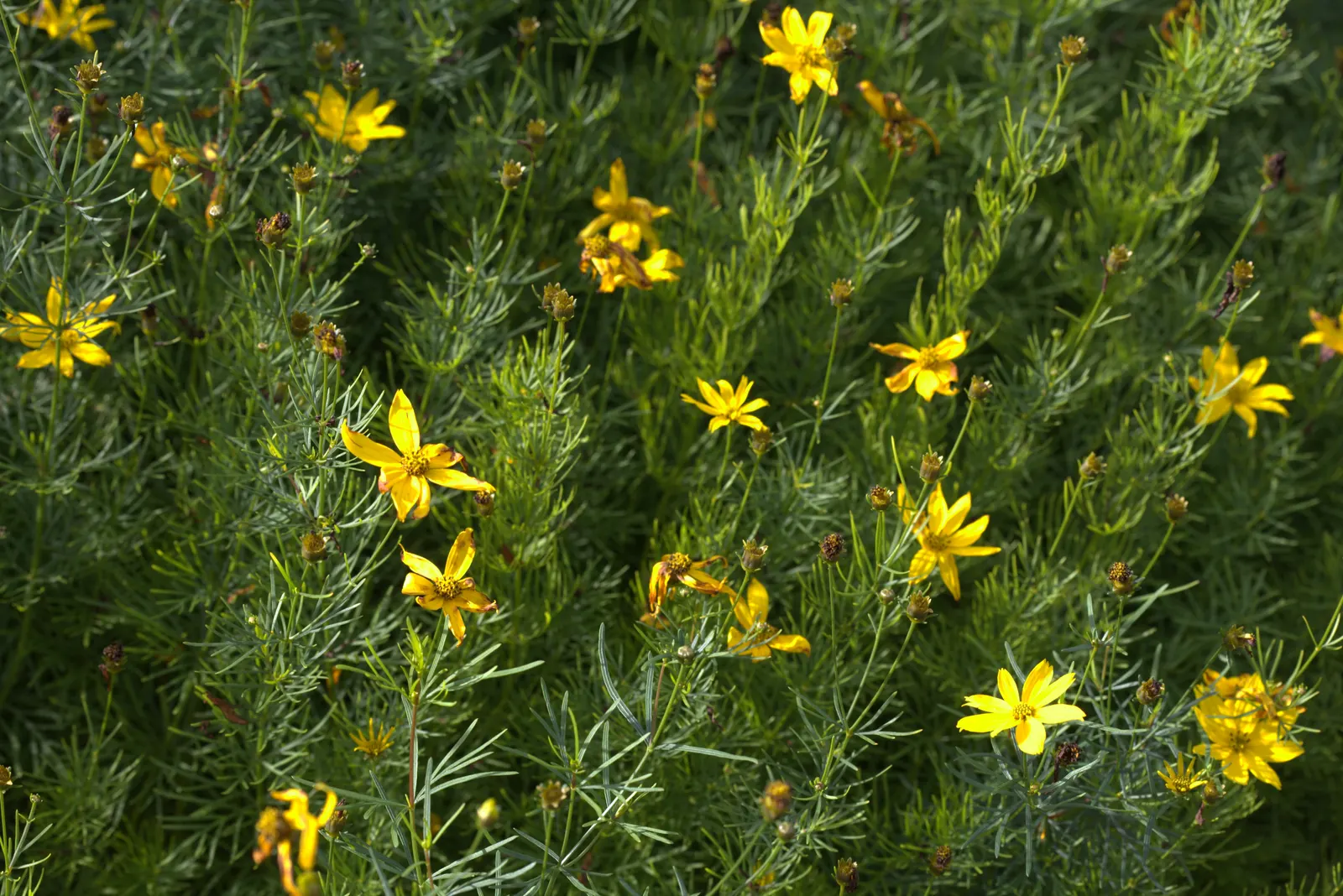 Moonbeam Threadleaf Coreopsis (Coreopsis Verticillata 'Moonbeam') — and humidity once established; yellow flowers in the garden