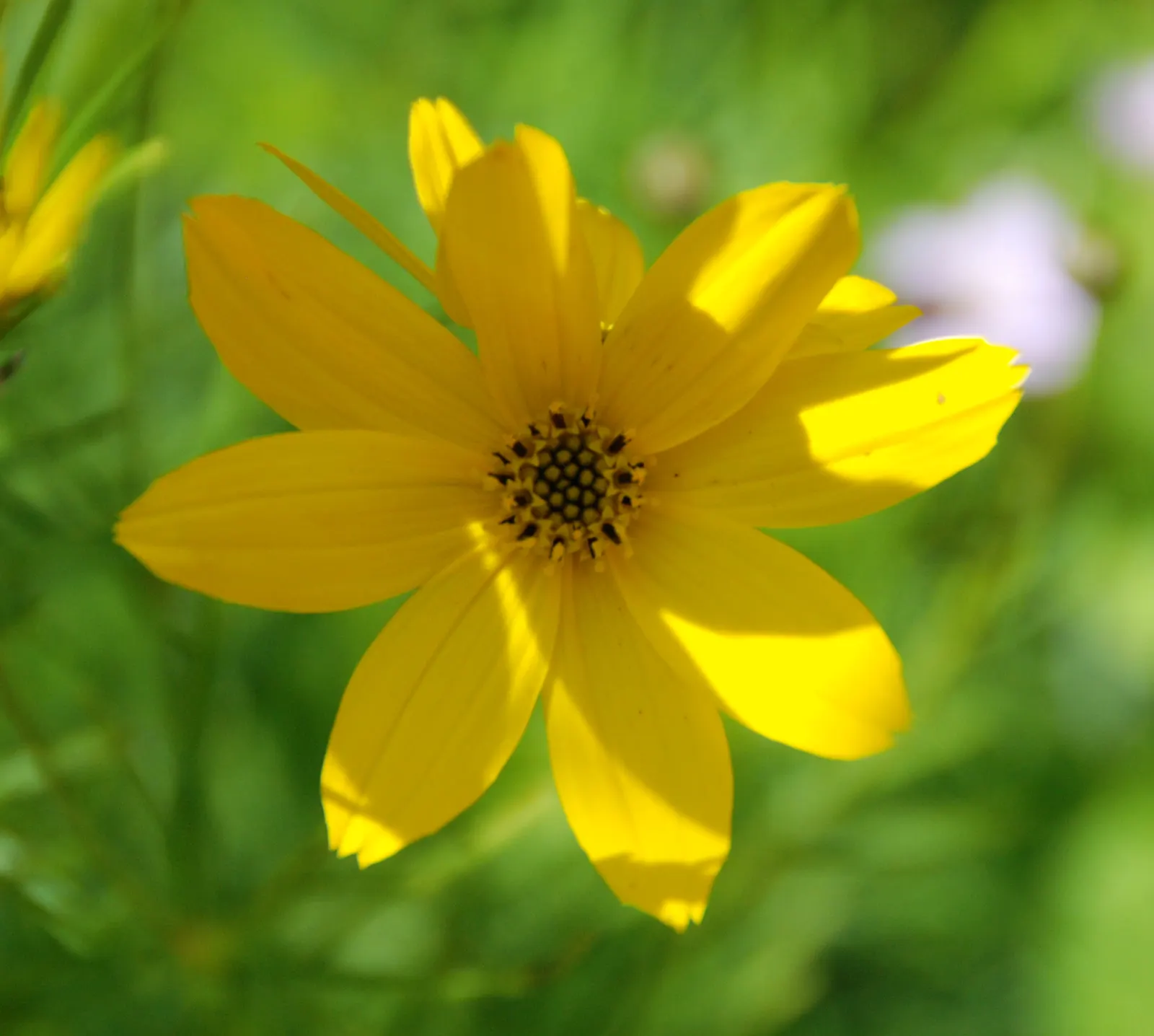 Moonbeam Threadleaf Coreopsis (Coreopsis Verticillata 'Moonbeam') — Ensure well-draining soil to prevent root rot, as this plant does not tolerate, image 73