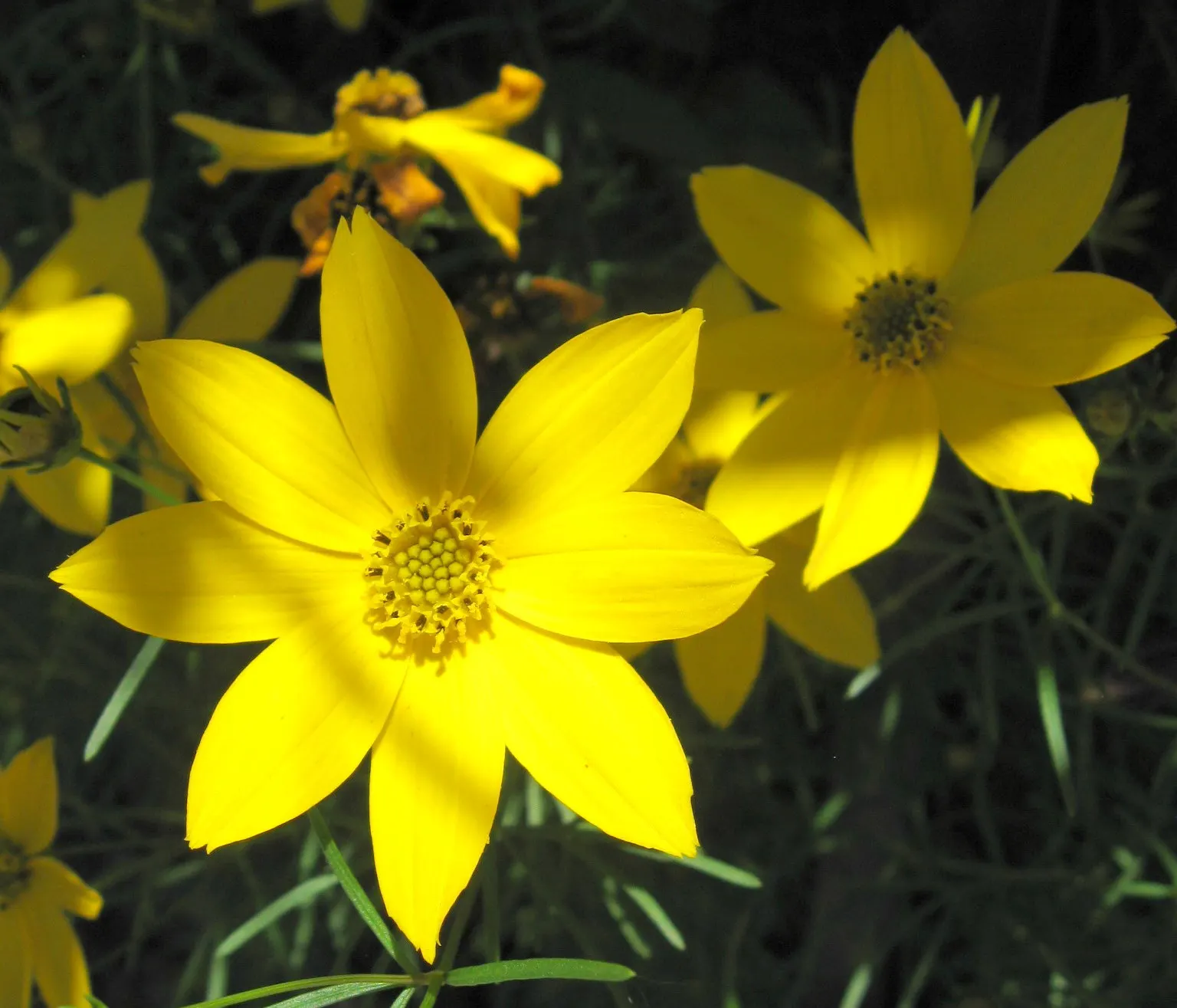 Moonbeam Threadleaf Coreopsis (Coreopsis Verticillata 'Moonbeam') — It is tolerant of drought; adding not only beauty but also ecological value to, image 66