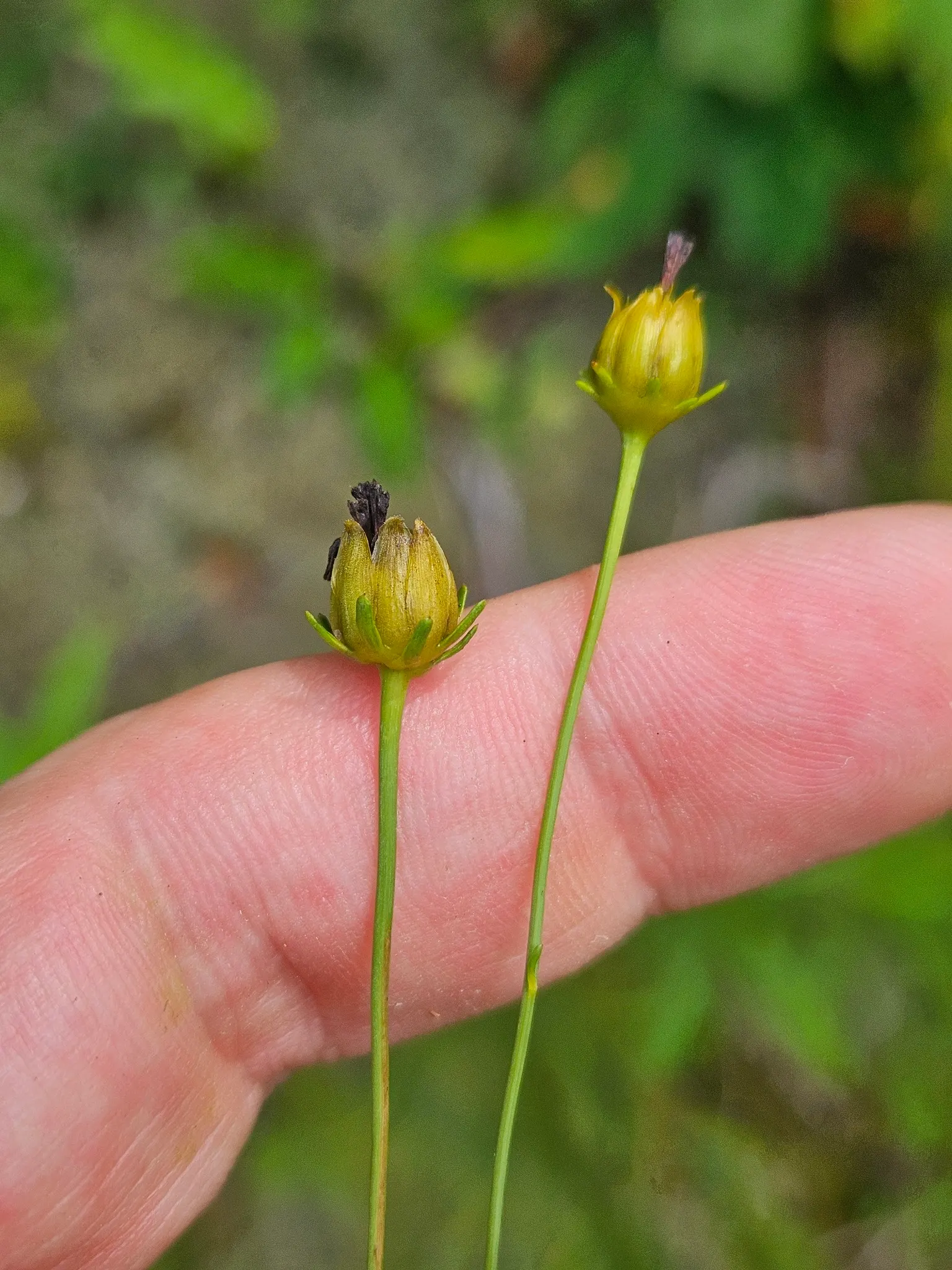 Moonbeam Threadleaf Coreopsis (Coreopsis Verticillata 'Moonbeam') — making it a practical choice in areas where deer browsing can be a, image 45