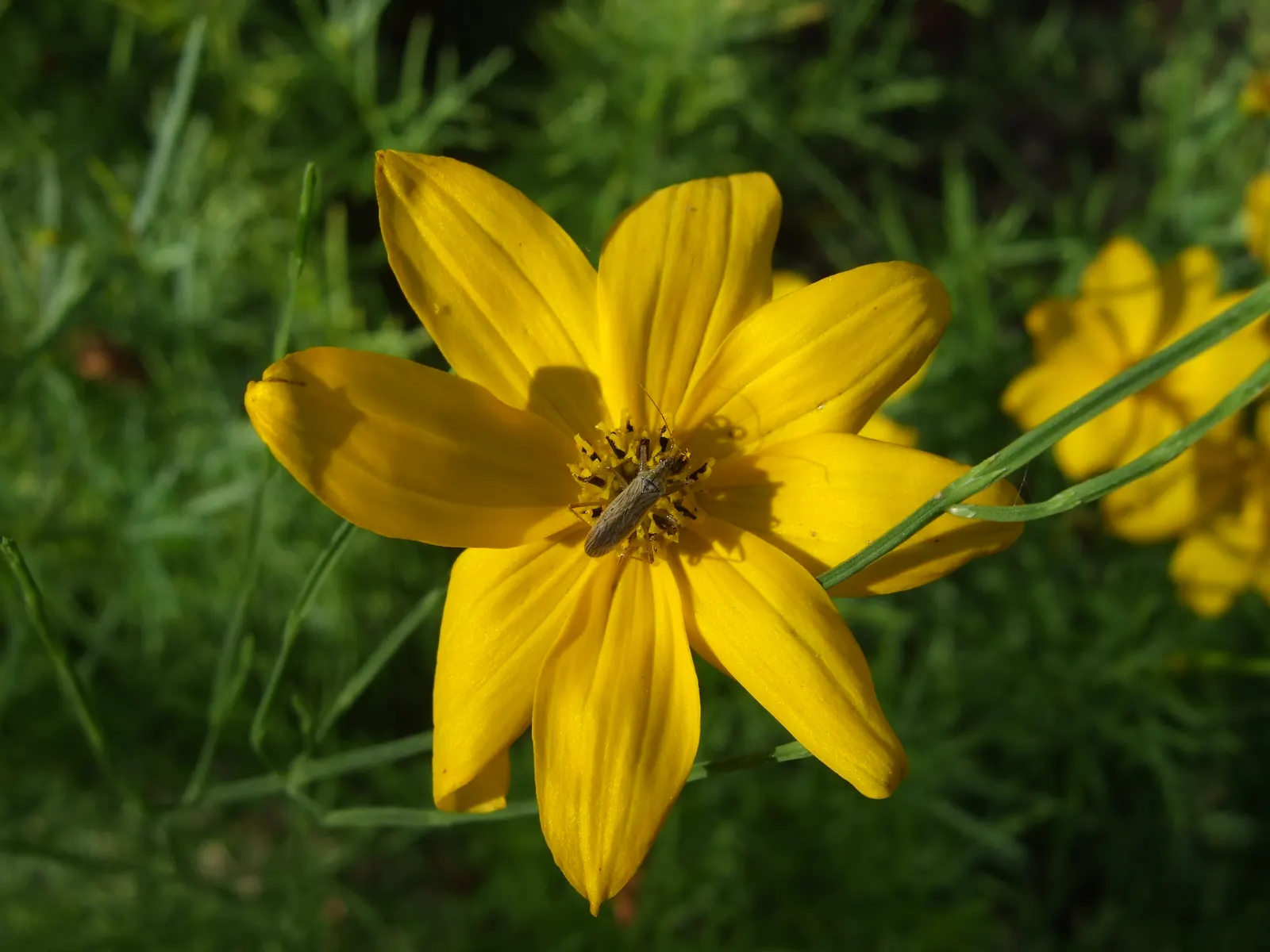 Moonbeam Threadleaf Coreopsis (Coreopsis Verticillata 'Moonbeam') — perennial for full; offering a harmonious color contrast and texture variation that can