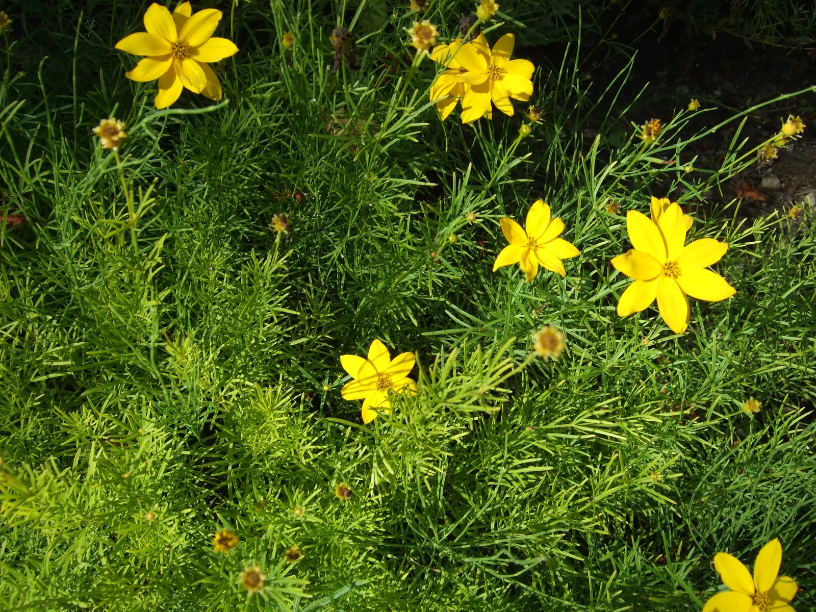 Moonbeam Threadleaf Coreopsis (Coreopsis Verticillata 'Moonbeam') — It is relatively deer-resistant