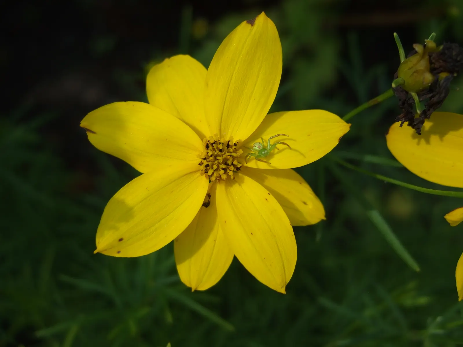 Moonbeam Threadleaf Coreopsis (Coreopsis Verticillata 'Moonbeam') — making it a practical choice in areas where deer browsing can be a problem.<br><br>For the