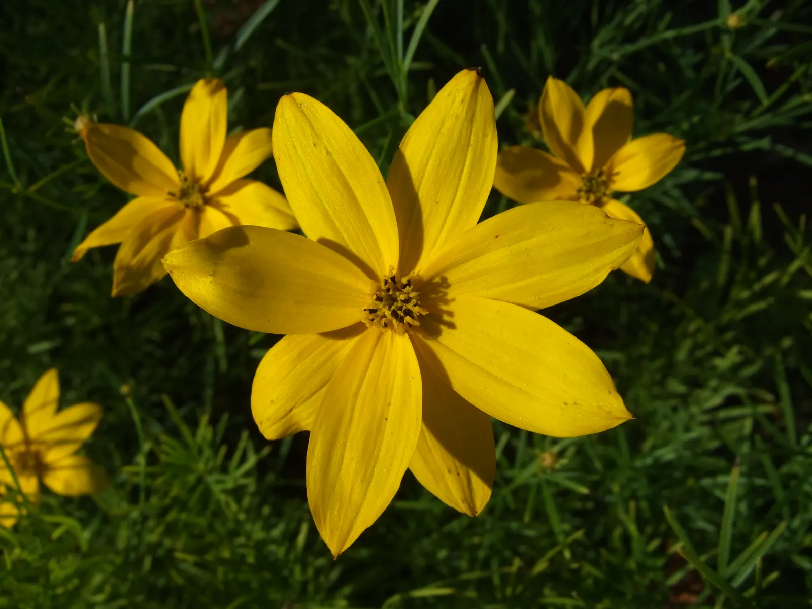 Moonbeam Threadleaf Coreopsis (Coreopsis Verticillata 'Moonbeam') — This variety thrives in USDA hardiness zones 3 through 9 and prefers full sun to light shade