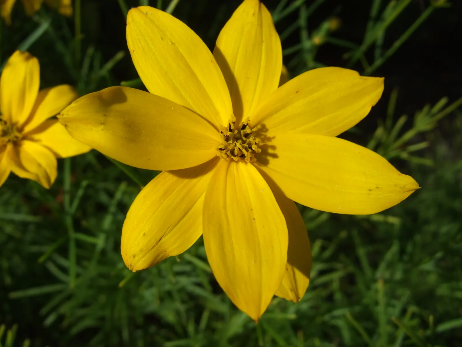 Moonbeam Threadleaf Coreopsis (Coreopsis Verticillata 'Moonbeam') — adding a subtle splash of color to any landscape design
