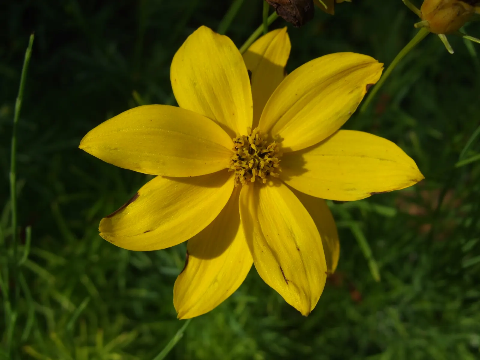 Moonbeam Threadleaf Coreopsis (Coreopsis Verticillata 'Moonbeam') — adding a subtle splash of color to any landscape design; commonly referred to, image 57