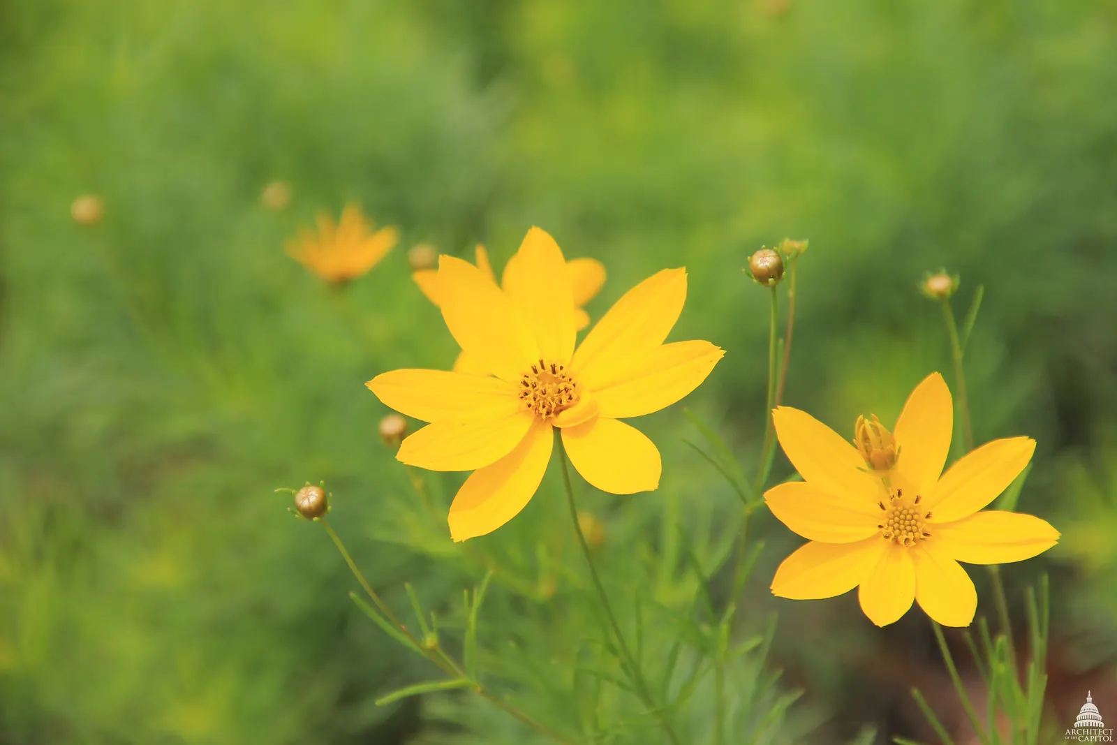 Moonbeam Threadleaf Coreopsis (Coreopsis Verticillata 'Moonbeam') — yellow flowers in the garden