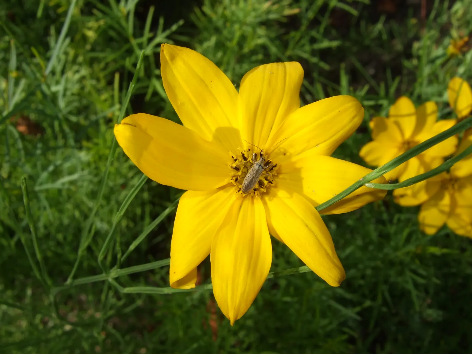 Moonbeam Threadleaf Coreopsis (Coreopsis Verticillata 'Moonbeam') — yellow flowers in the garden; emerge in early summer and continue their, image 76