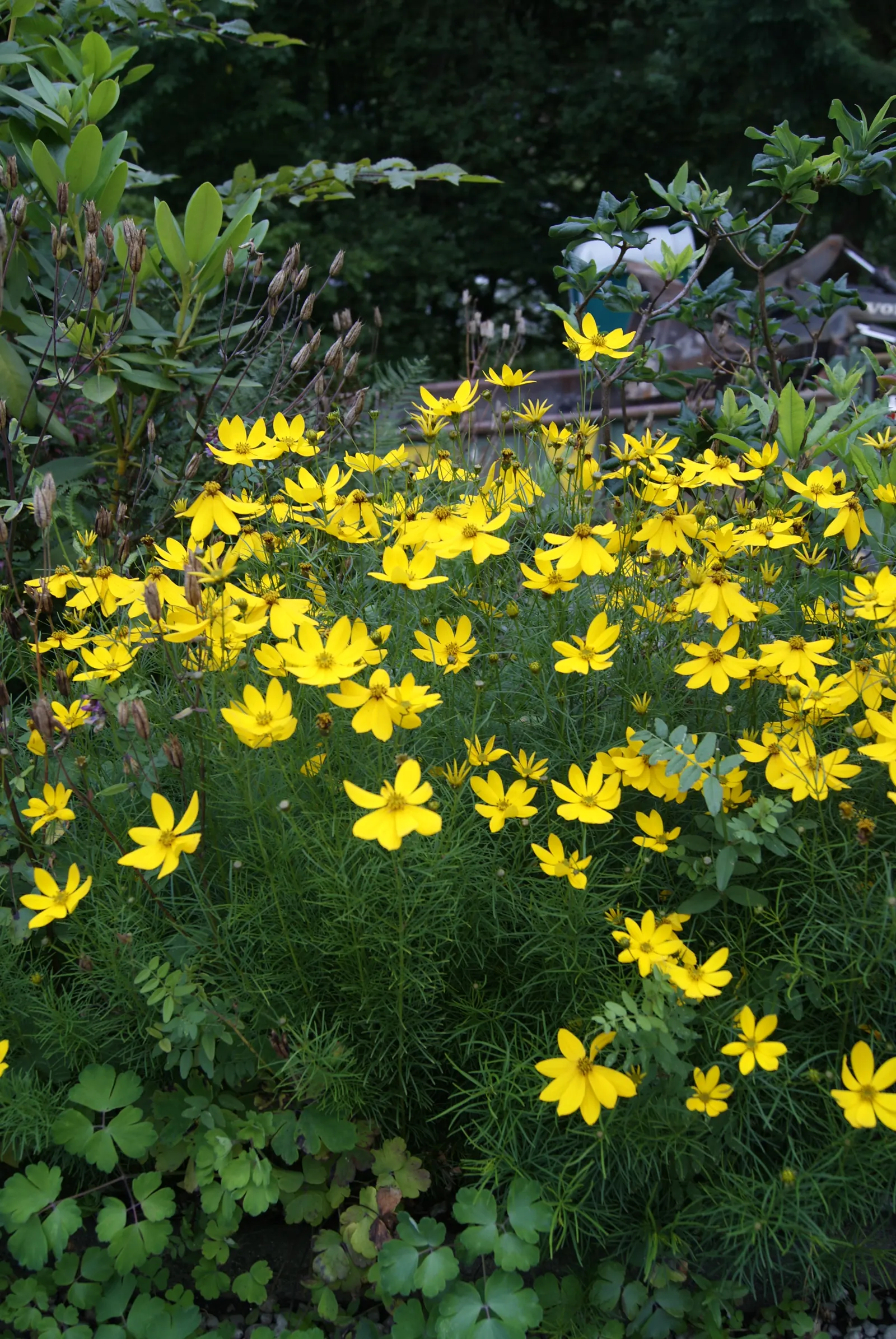 Moonbeam Threadleaf Coreopsis (Coreopsis Verticillata 'Moonbeam') — adding not only beauty but also ecological value to your space; this variety, image 69