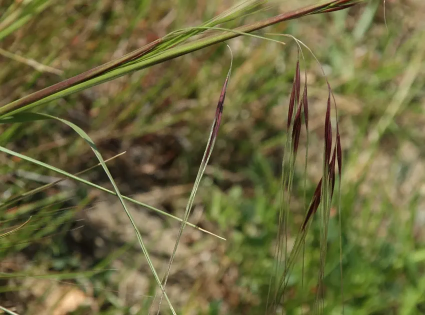 Purple Needlegrass (Nassella Pulchra) — and a perennial favorite in xeriscaping