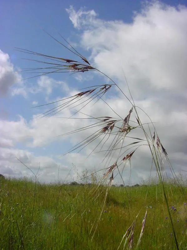 Purple Needlegrass (Nassella Pulchra) — commonly known as Purple Needlegrass