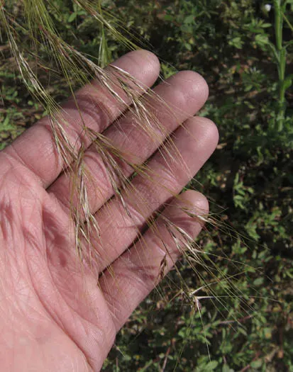 Purple Needlegrass (Nassella Pulchra) — making it an environmentally beneficial addition to any landscape design