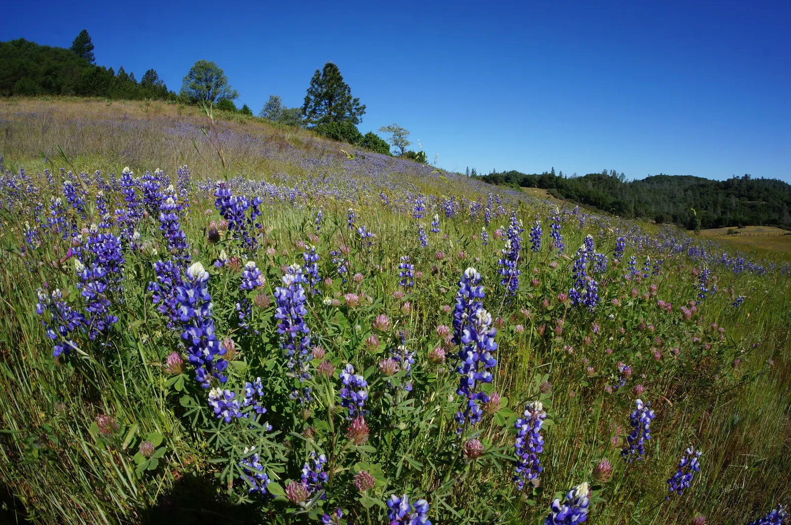 Purple Needlegrass (Nassella Pulchra) — is California's state grass