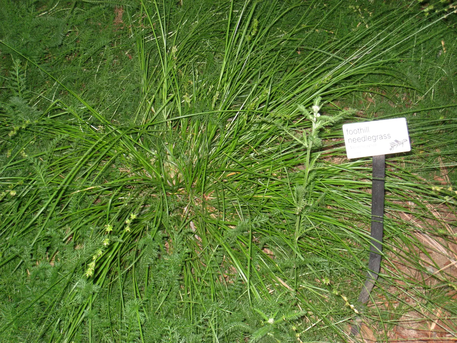 Purple Needlegrass (Nassella Pulchra) — It offers erosion control and attracts wildlife