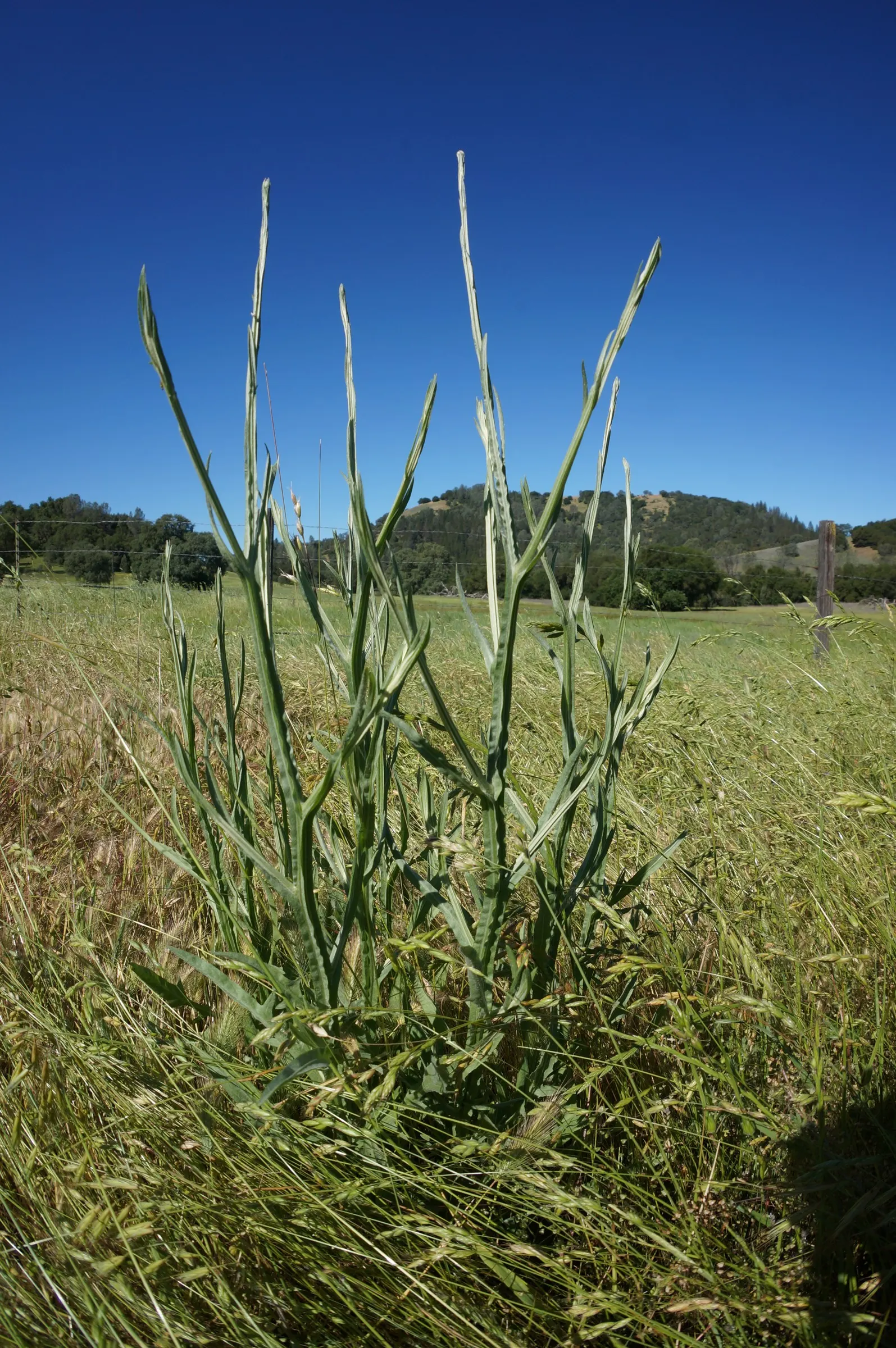 Purple Needlegrass (Nassella Pulchra) — This low-maintenance grass prefers well-drained soils and, once established, is drought-tolerant
