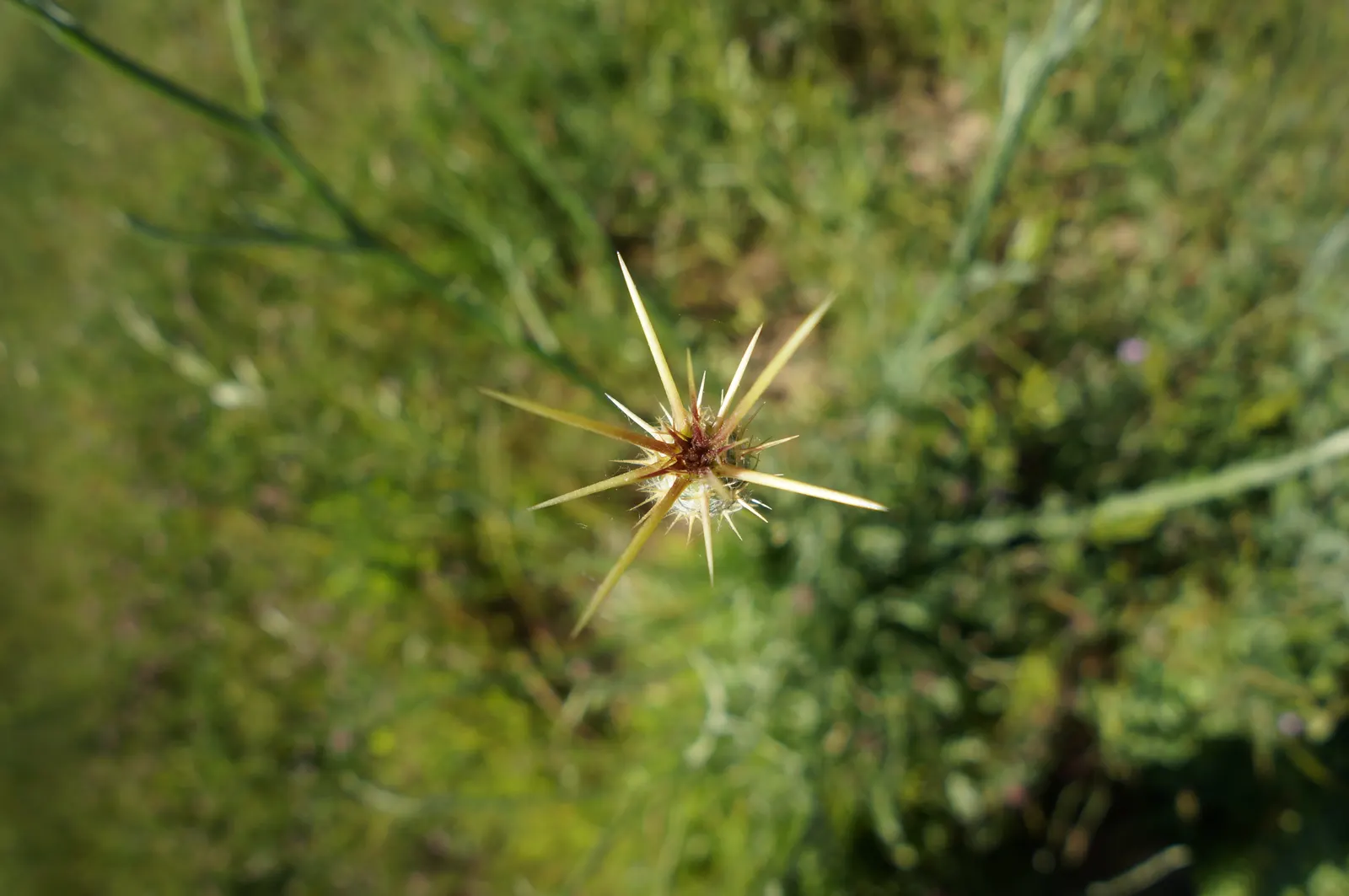 Purple Needlegrass (Nassella Pulchra) — It thrives in full sun, reaching 1 to 2 ft high, with distinctive purple tinges atop slender, erect stems