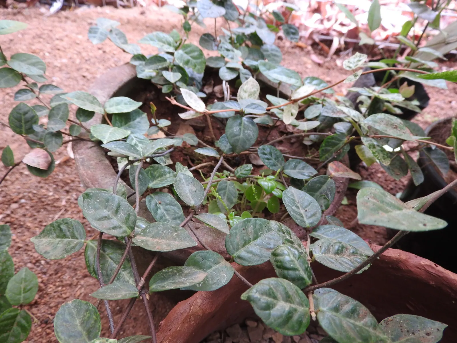 Variegata English Ivy (Hedera Helix 'Minima Variegata') — known for its white-edged