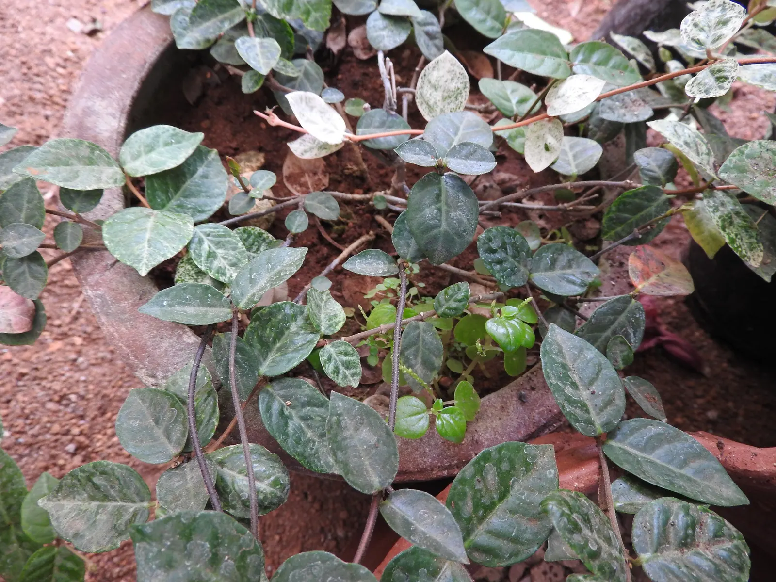 Variegata English Ivy (Hedera Helix 'Minima Variegata') — lobed foliage adding contrast
