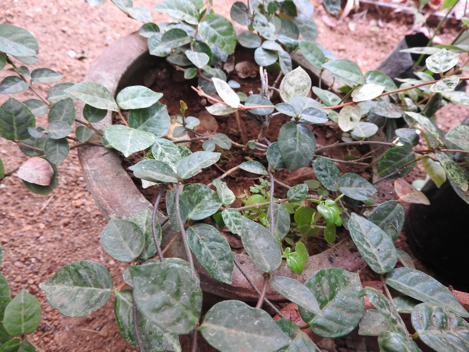 Variegata English Ivy (Hedera Helix 'Minima Variegata') — The Variegata English Ivy (Hedera helix 'Minima Variegata') is a striking evergreen trailing vine
