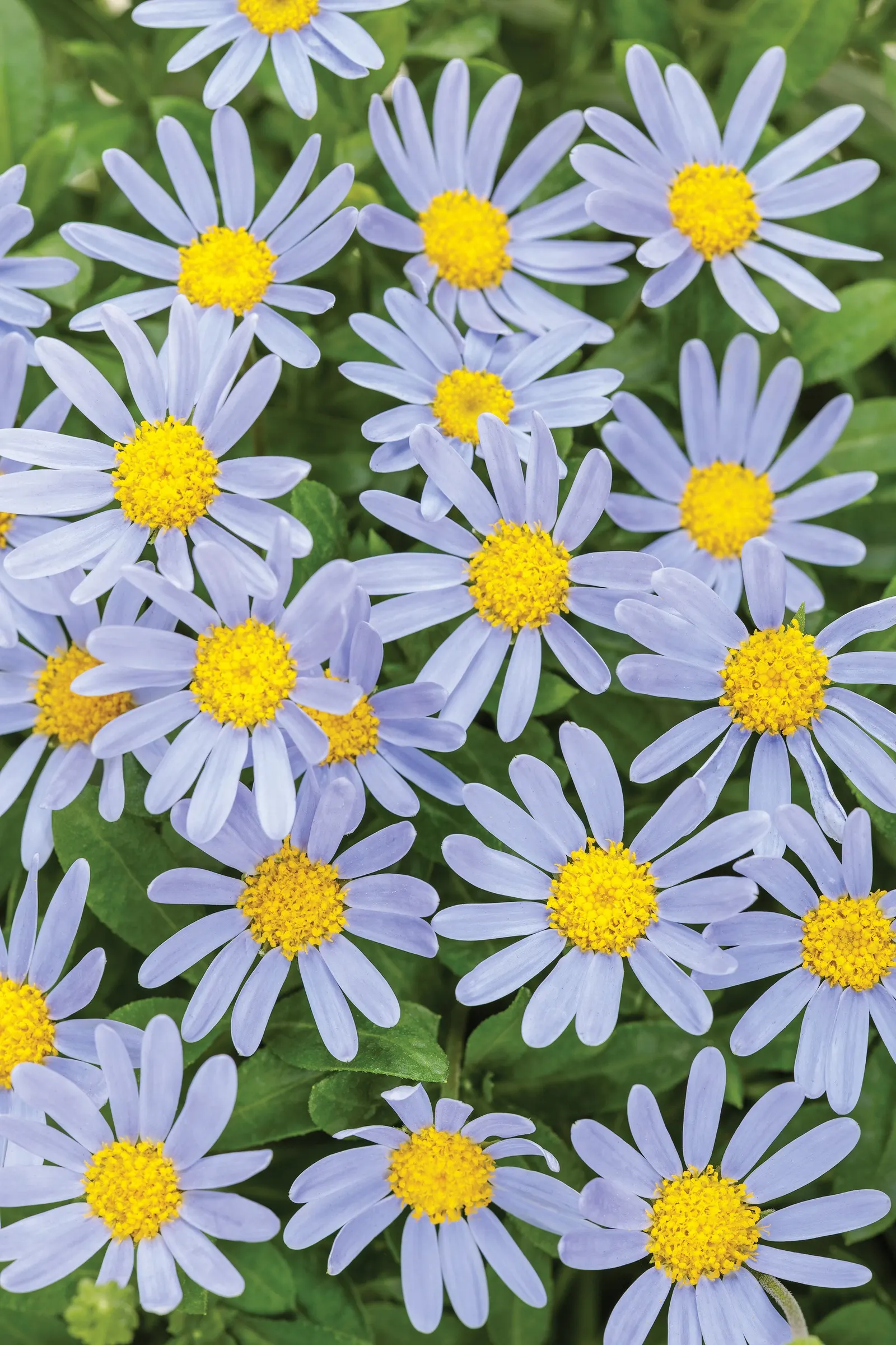 Sea Spray™ blue felicia daisy (Felicia amelloides) — Proven Winners - Sea Spray™ - blue felicia daisy - Felicia amelloides blue powder sky blue plant details