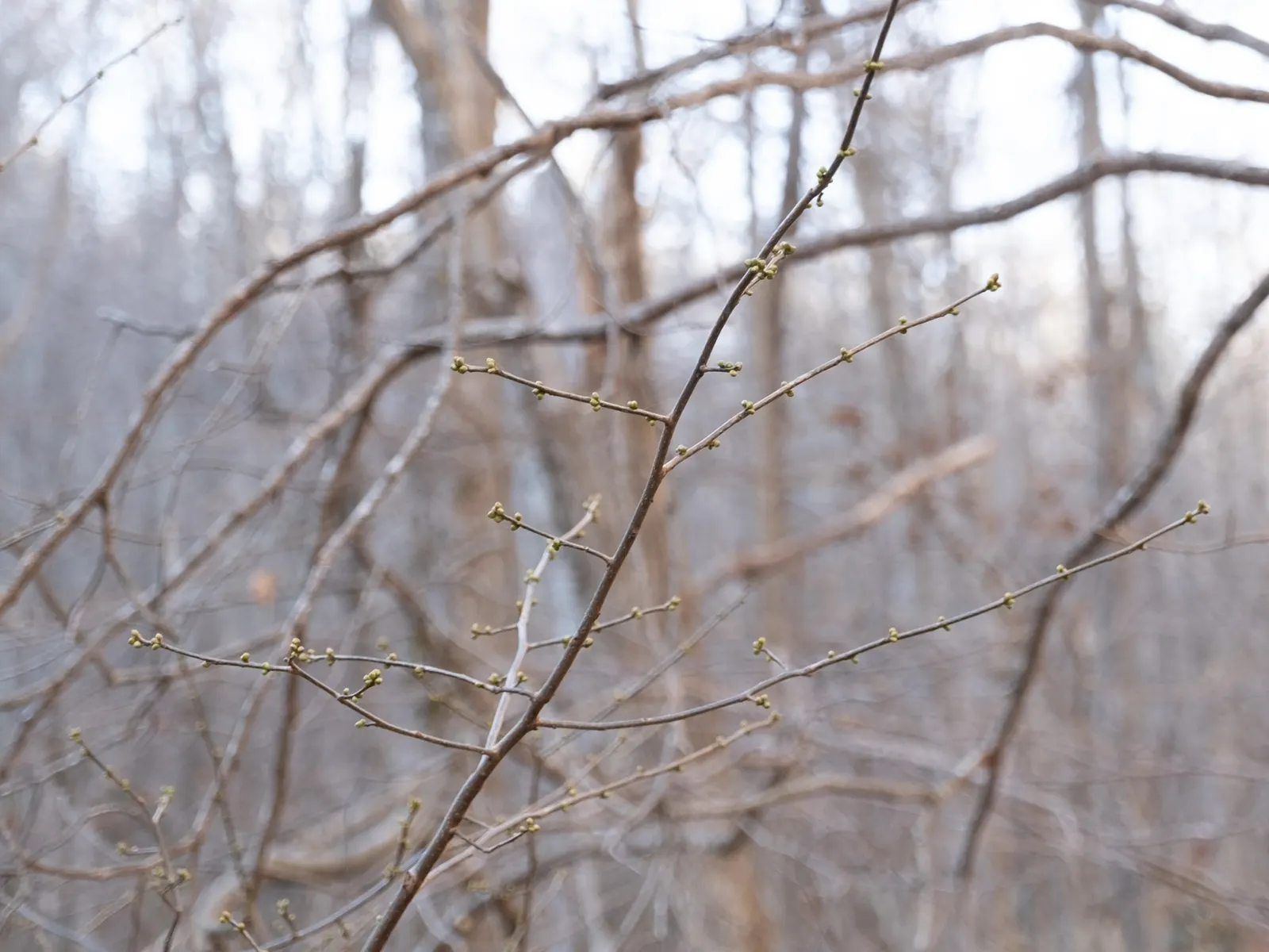 Spice Bush (Lindera Angustifolia) — The Spice Bush (Lindera angustifolia) is an ornamental, deciduous shrub, thriving in zones 4-9