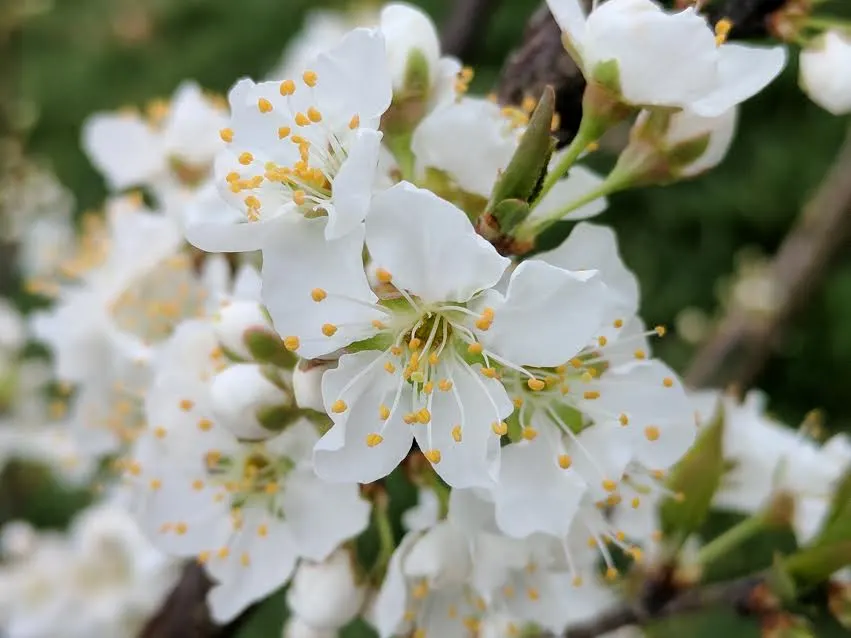 Santa Rosa Plum (Prunus Salicina 'Santa Rosa') — growing 15-25 ft tall with a 10-20 ft spread