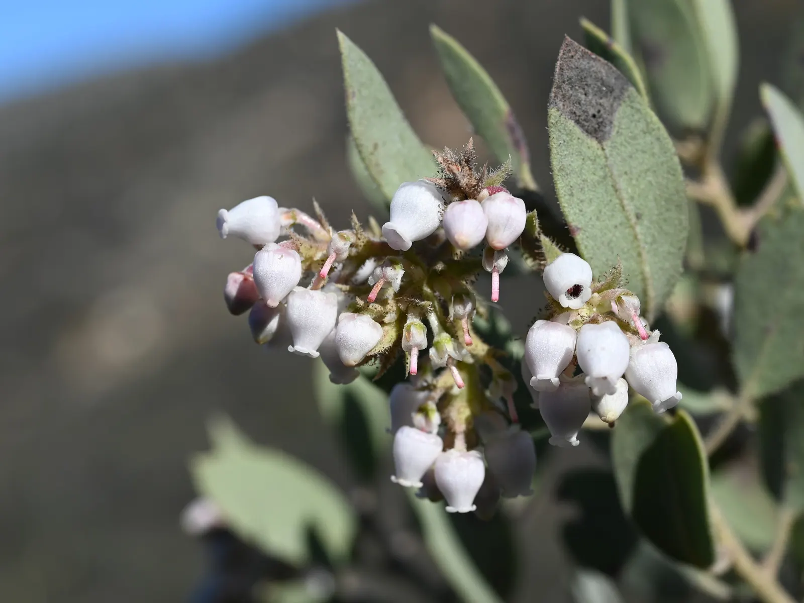 Big Berry Manzanita (Arctostaphylos Glauca) — The Big Berry Manzanita (Arctostaphylos glauca) is a striking evergreen shrub, native to California