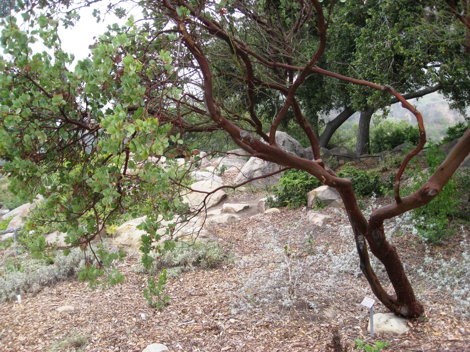 Big Berry Manzanita (Arctostaphylos Glauca) — mahogany-red bark that peels attractively