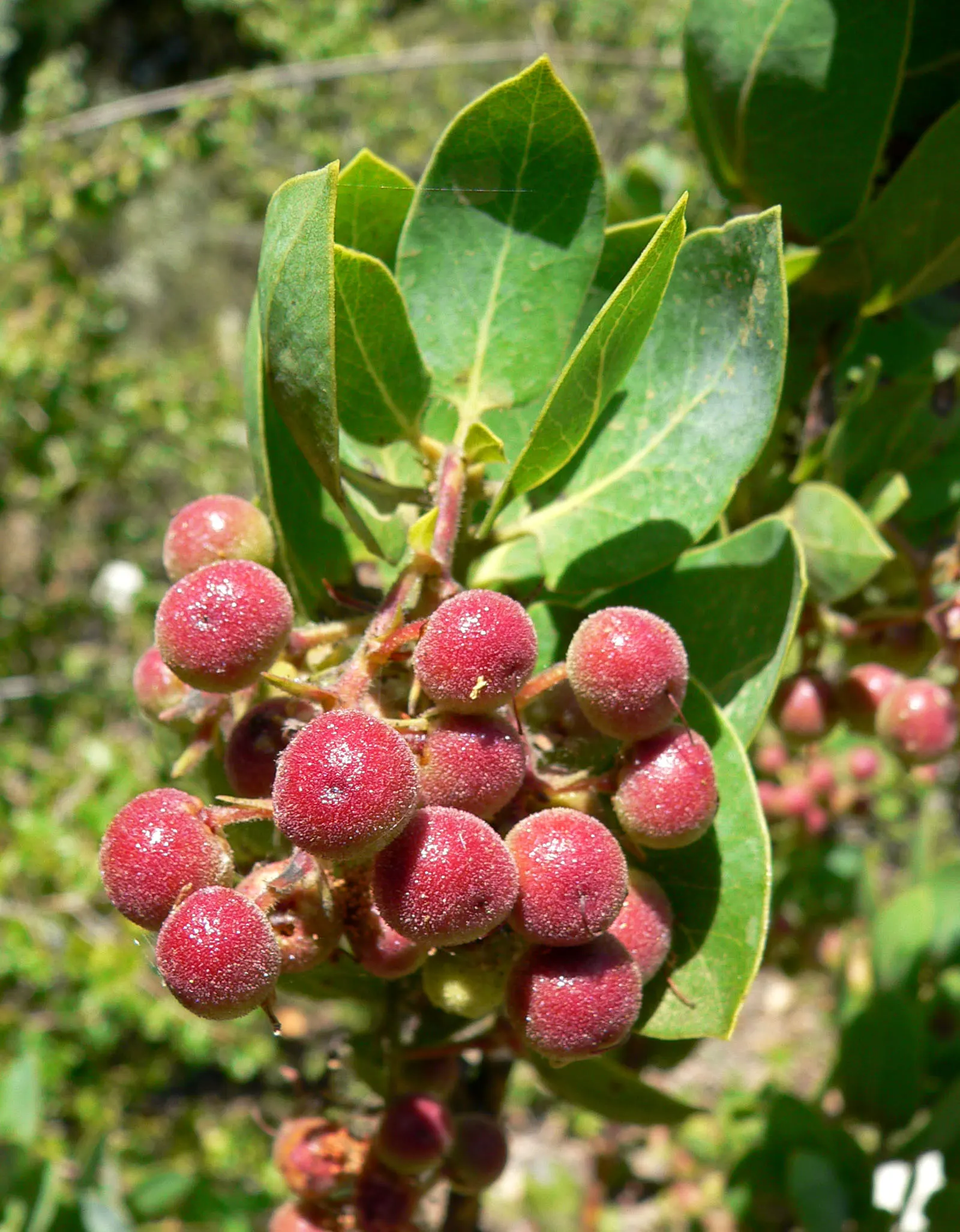 Big Berry Manzanita (Arctostaphylos Glauca) — scientifically named Arctostaphylos glauca