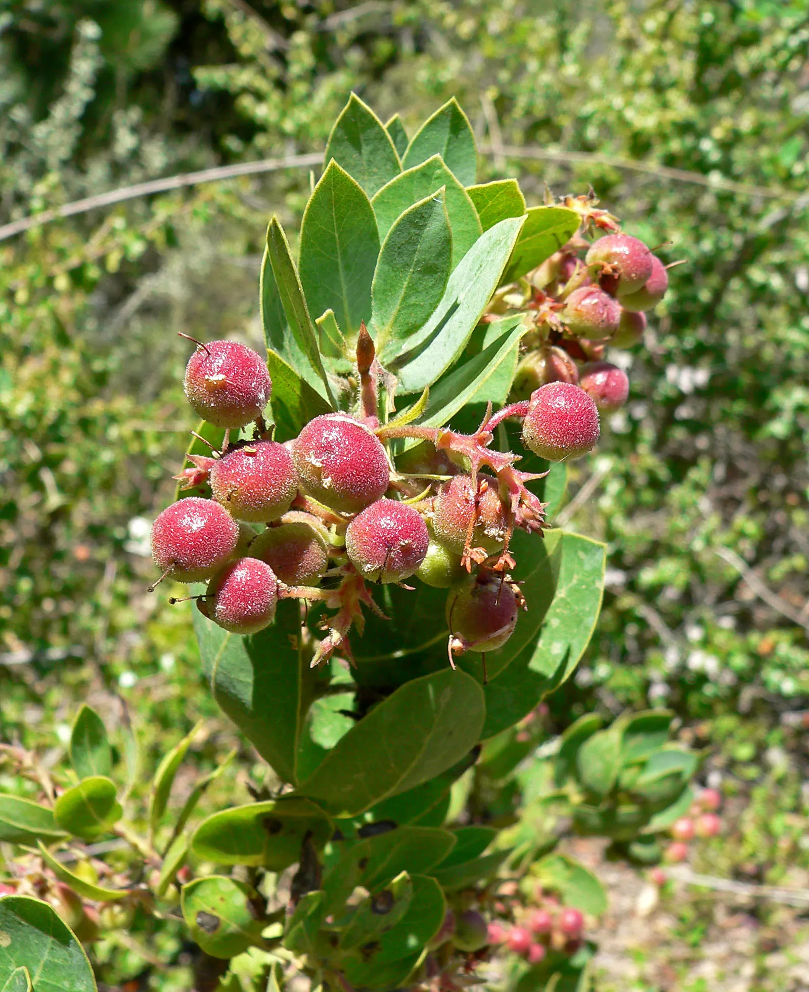 Big Berry Manzanita (Arctostaphylos Glauca) — providing year-round visual interest