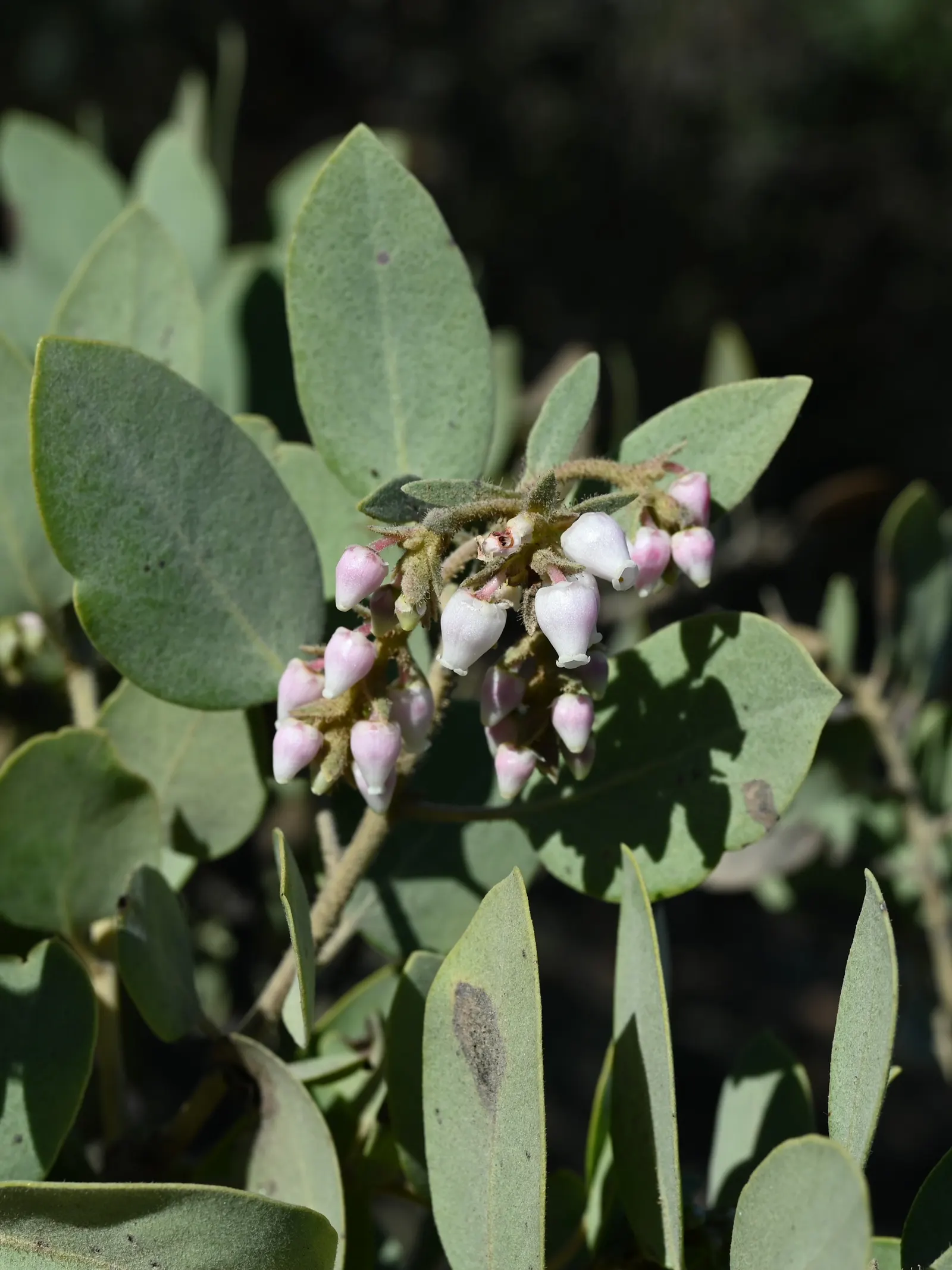 Big Berry Manzanita (Arctostaphylos Glauca) — with a spread of 10 to 15 feet
