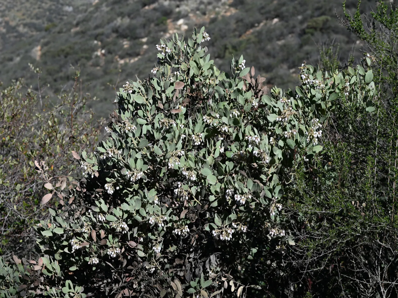 Big Berry Manzanita (Arctostaphylos Glauca) — the Big Berry Manzanita is a substantial presence in any garden design