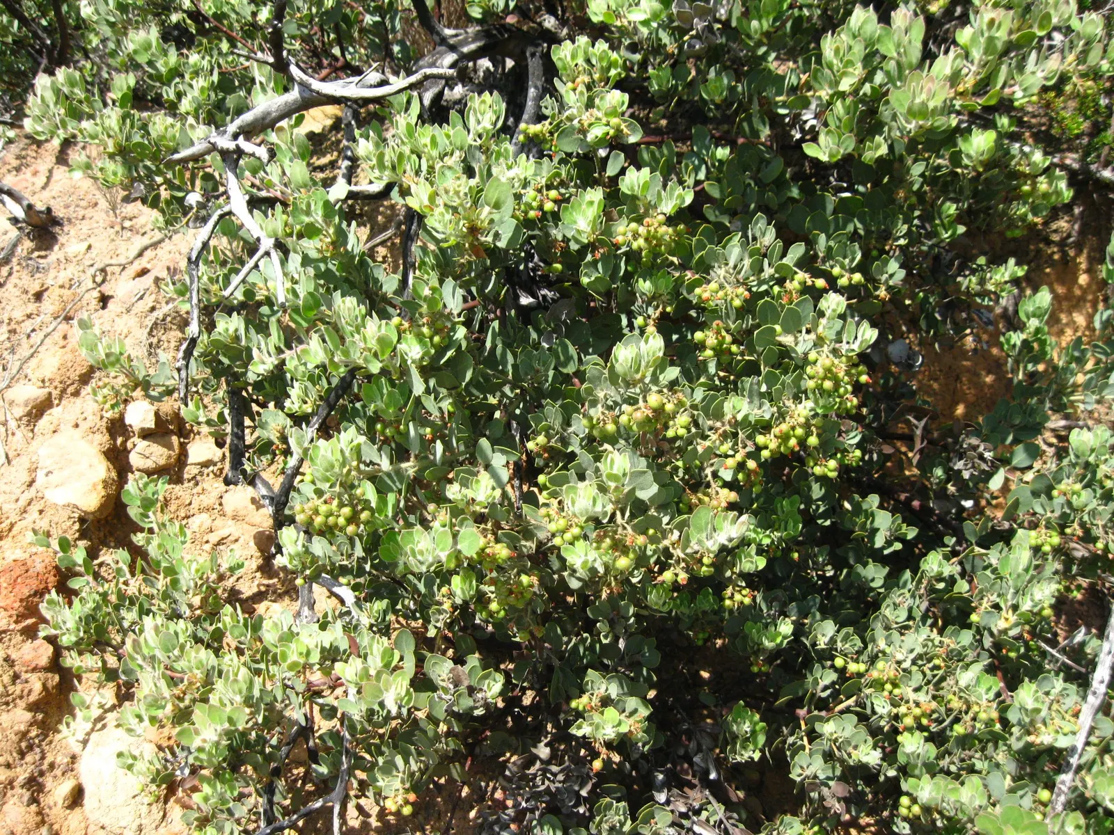 Big Berry Manzanita (Arctostaphylos Glauca) — Its defining feature is the smooth