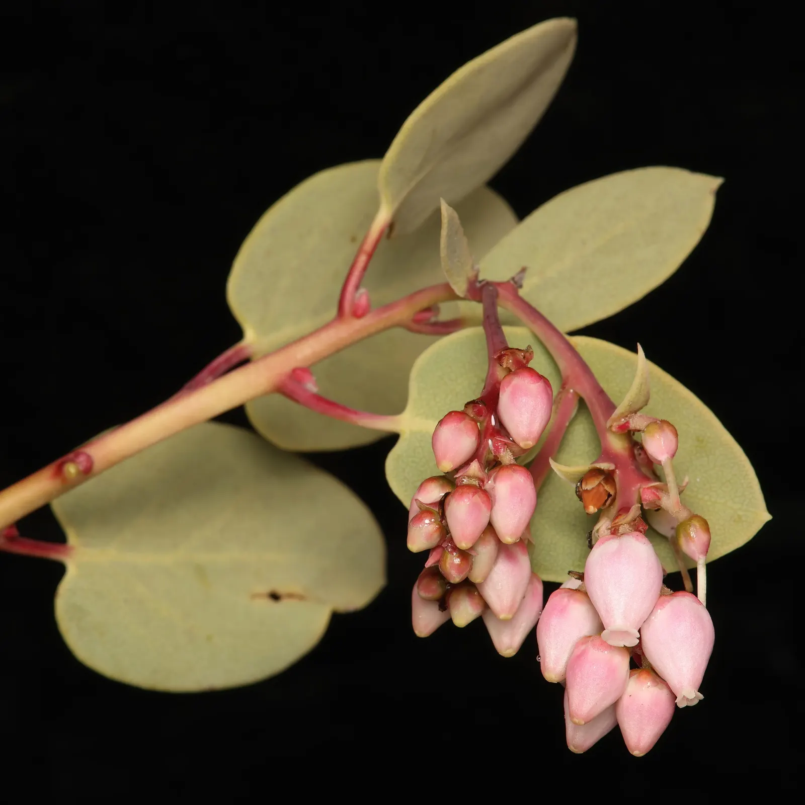 Big Berry Manzanita (Arctostaphylos Glauca) — pinkish-white flower clusters in winter-spring which develop into sizable red berries