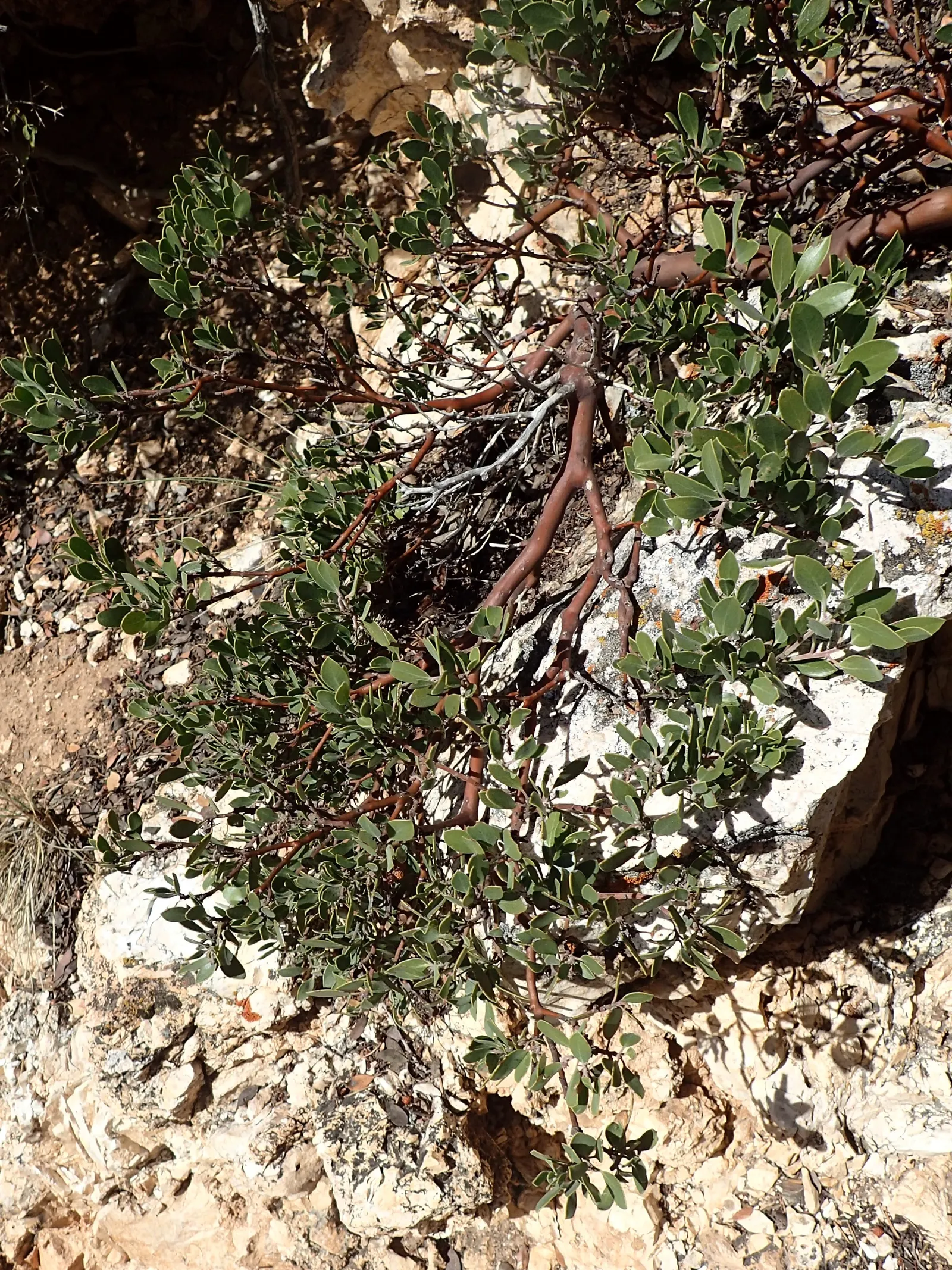Big Berry Manzanita (Arctostaphylos Glauca) — Drought-tolerant and sun-loving, it thrives in well-draining soils