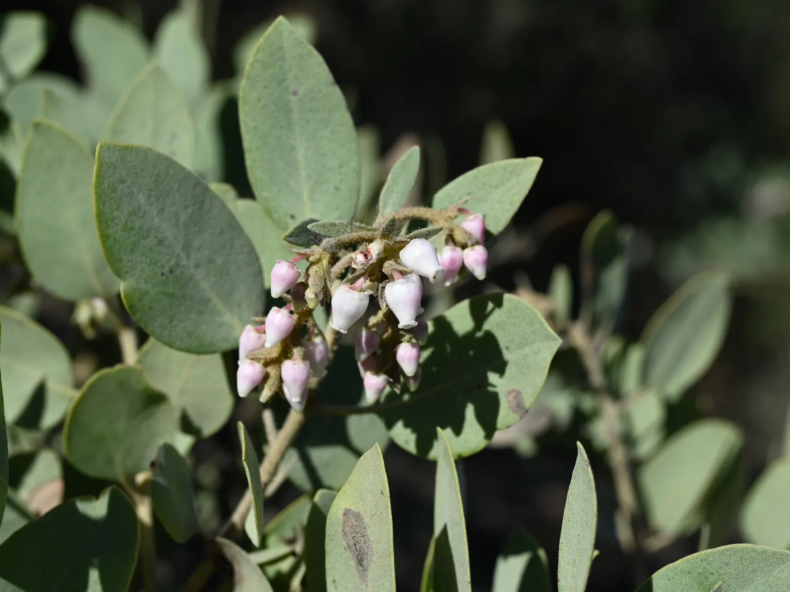 Big Berry Manzanita (Arctostaphylos Glauca) — making it an excellent choice for water-wise landscaping.<br><br>Ranging from a modest 6 to 12 feet in height