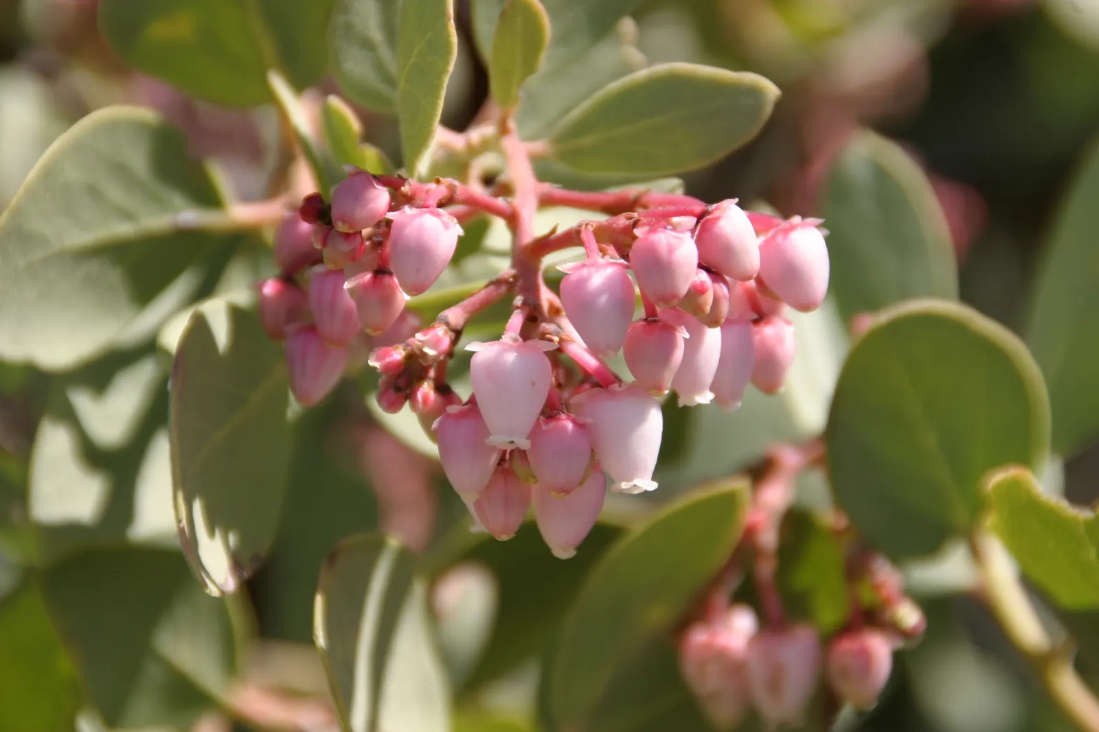 Big Berry Manzanita (Arctostaphylos Glauca) — presents as a striking contrast against the bark