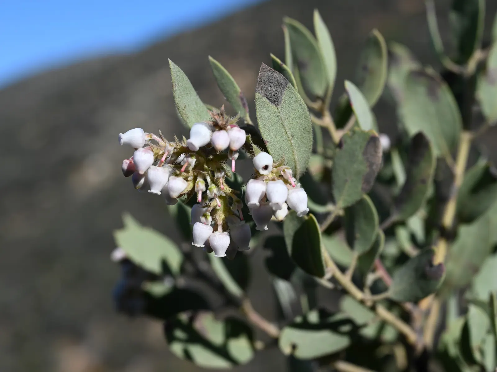 Big Berry Manzanita (Arctostaphylos Glauca) — This species is prized for its ornamental qualities and sustainability