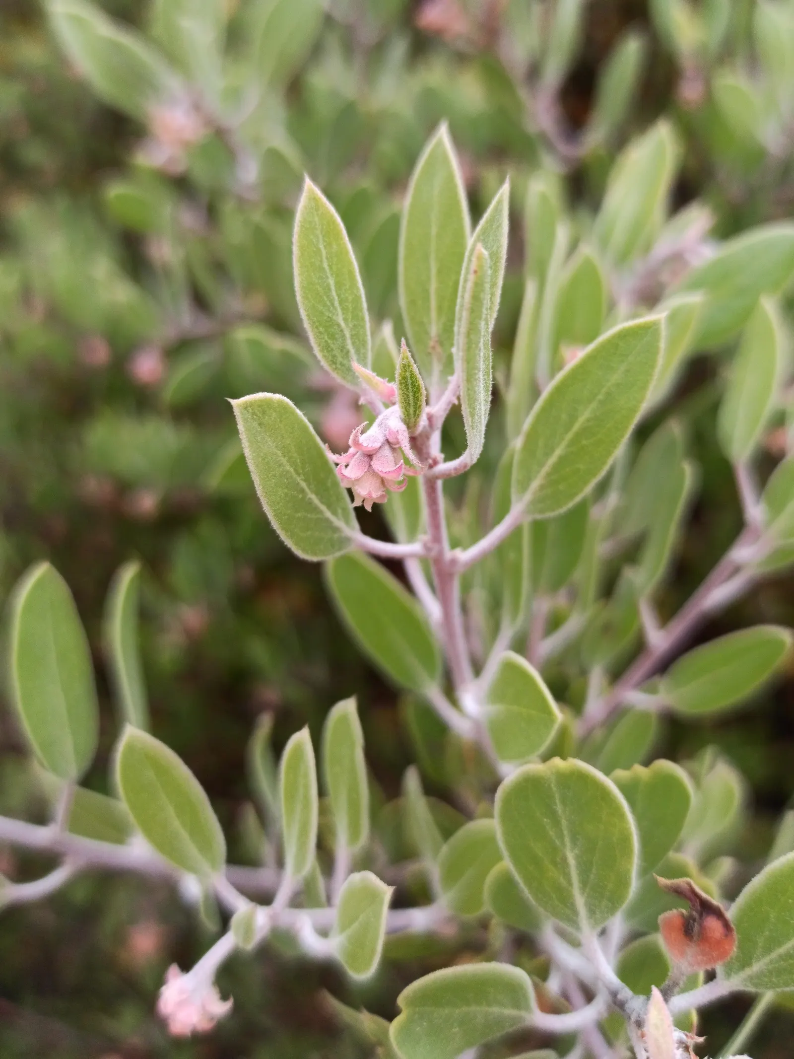 Big Berry Manzanita (Arctostaphylos Glauca) — It features smooth, red-tinged bark and leathery, bluish-green leaves