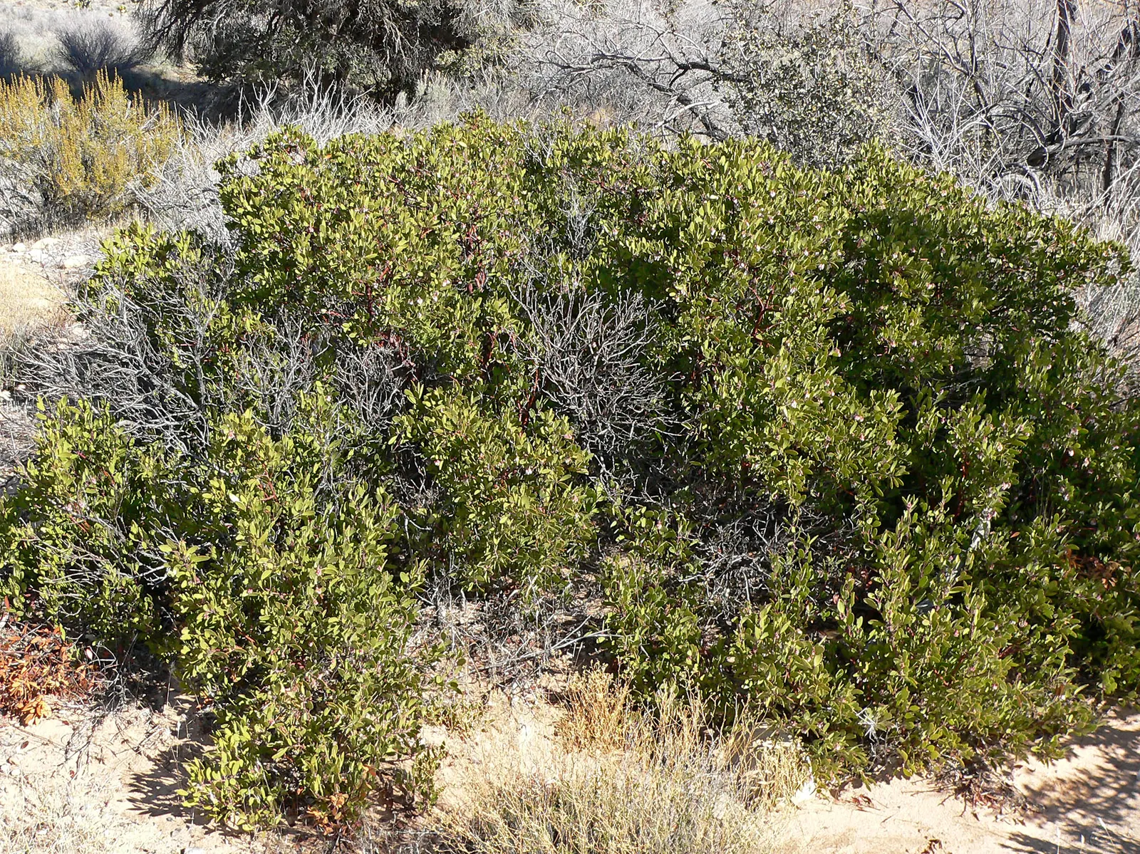 Big Berry Manzanita (Arctostaphylos Glauca) — is an arresting native shrub synonymous with the chaparral regions of California