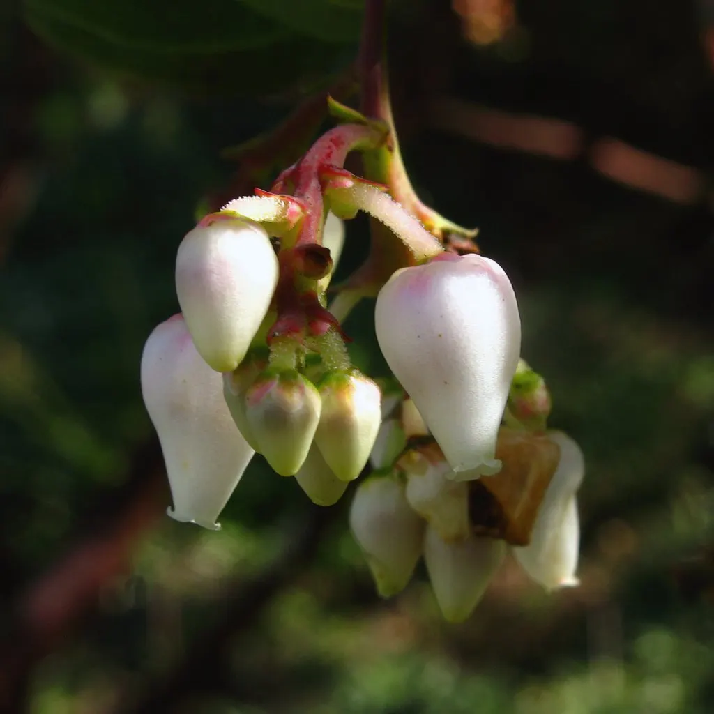 Big Berry Manzanita (Arctostaphylos Glauca) — attracting pollinators such as bees and hummingbirds