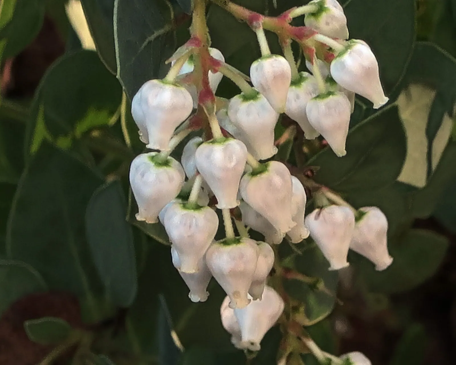 Big Berry Manzanita (Arctostaphylos Glauca) — a blue-green hue with a glaucous or waxy finish