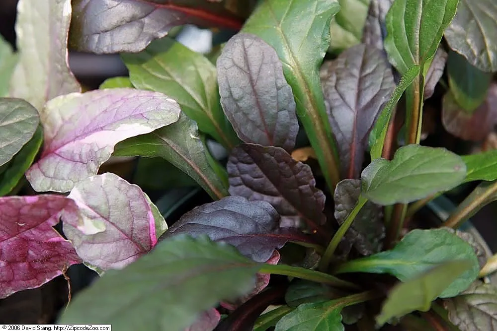 Burgundy Glow Bugleweed (Ajuga Reptans 'Burgundy Glow') — is an attractive groundcover known for its striking tricolored foliage