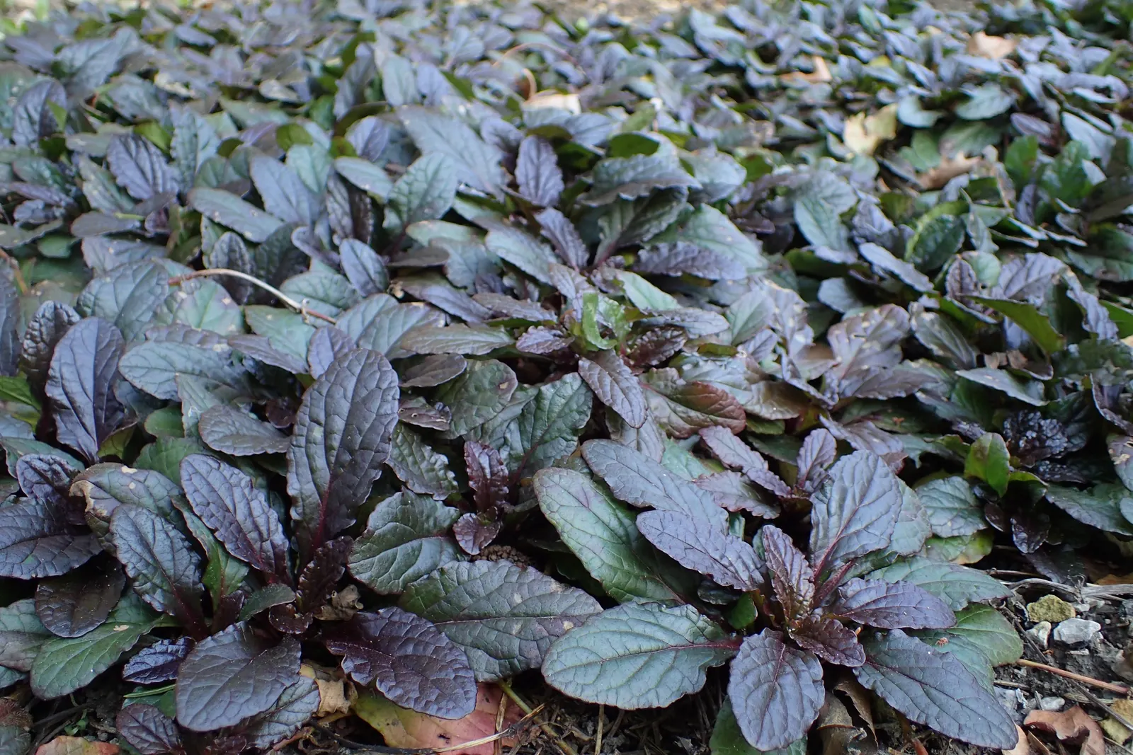 Burgundy Glow Bugleweed (Ajuga Reptans 'Burgundy Glow') — with a spread of 6 to 9 inches per plant