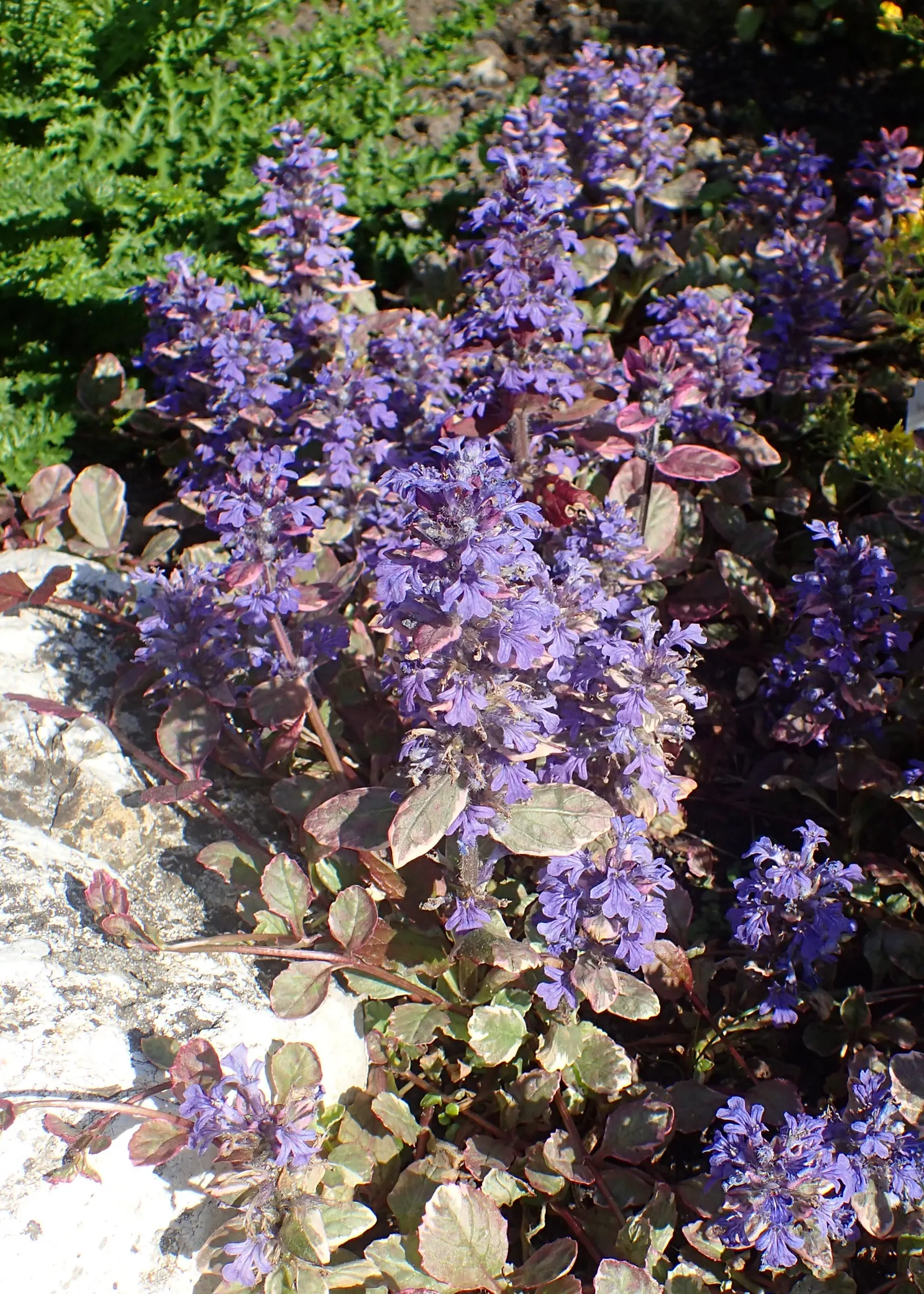 Burgundy Glow Bugleweed (Ajuga Reptans 'Burgundy Glow') — adding ecological benefits alongside its aesthetic appeal