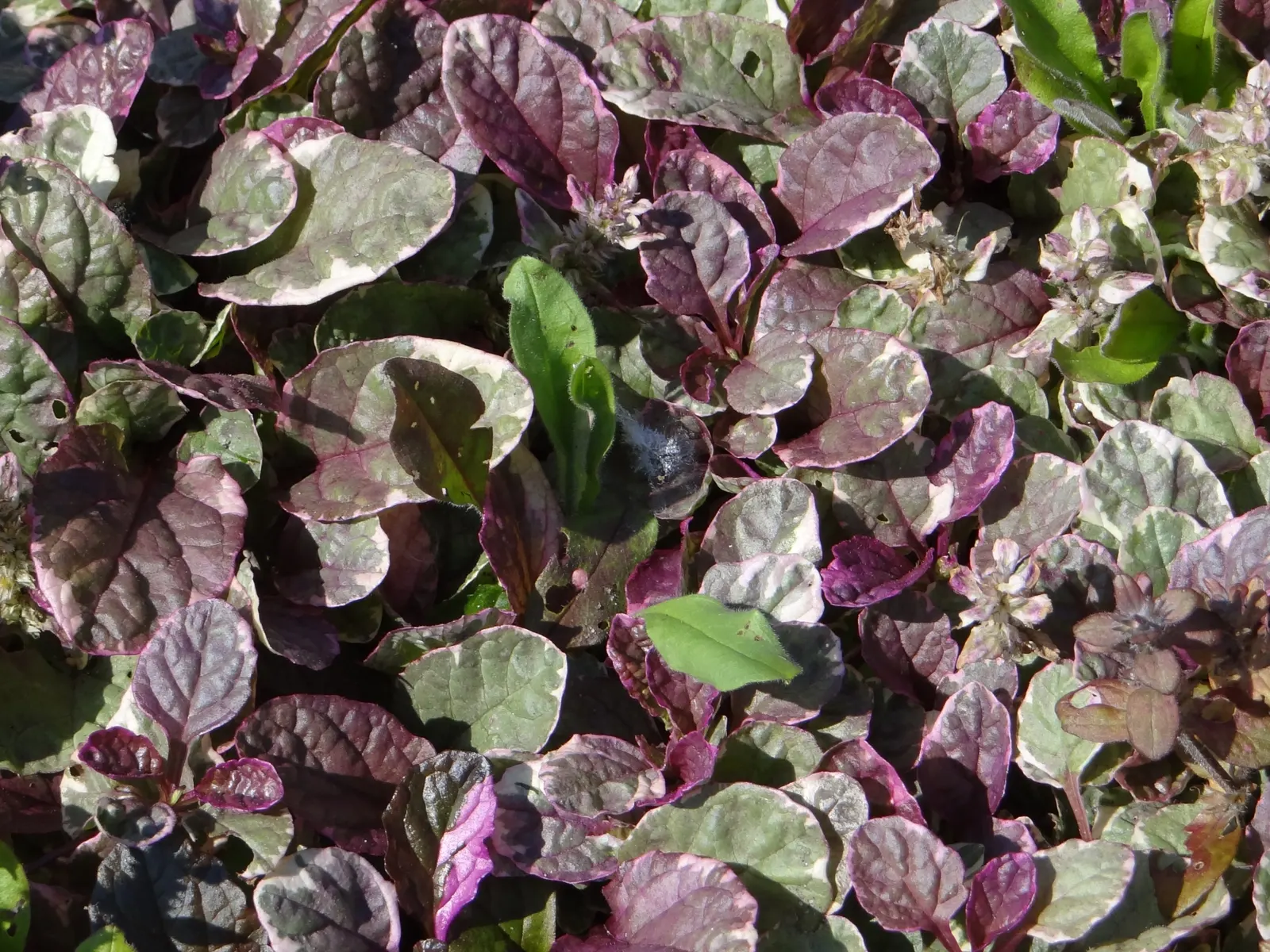 Burgundy Glow Bugleweed (Ajuga Reptans 'Burgundy Glow') — making it perfect for those less sunny areas of the landscape