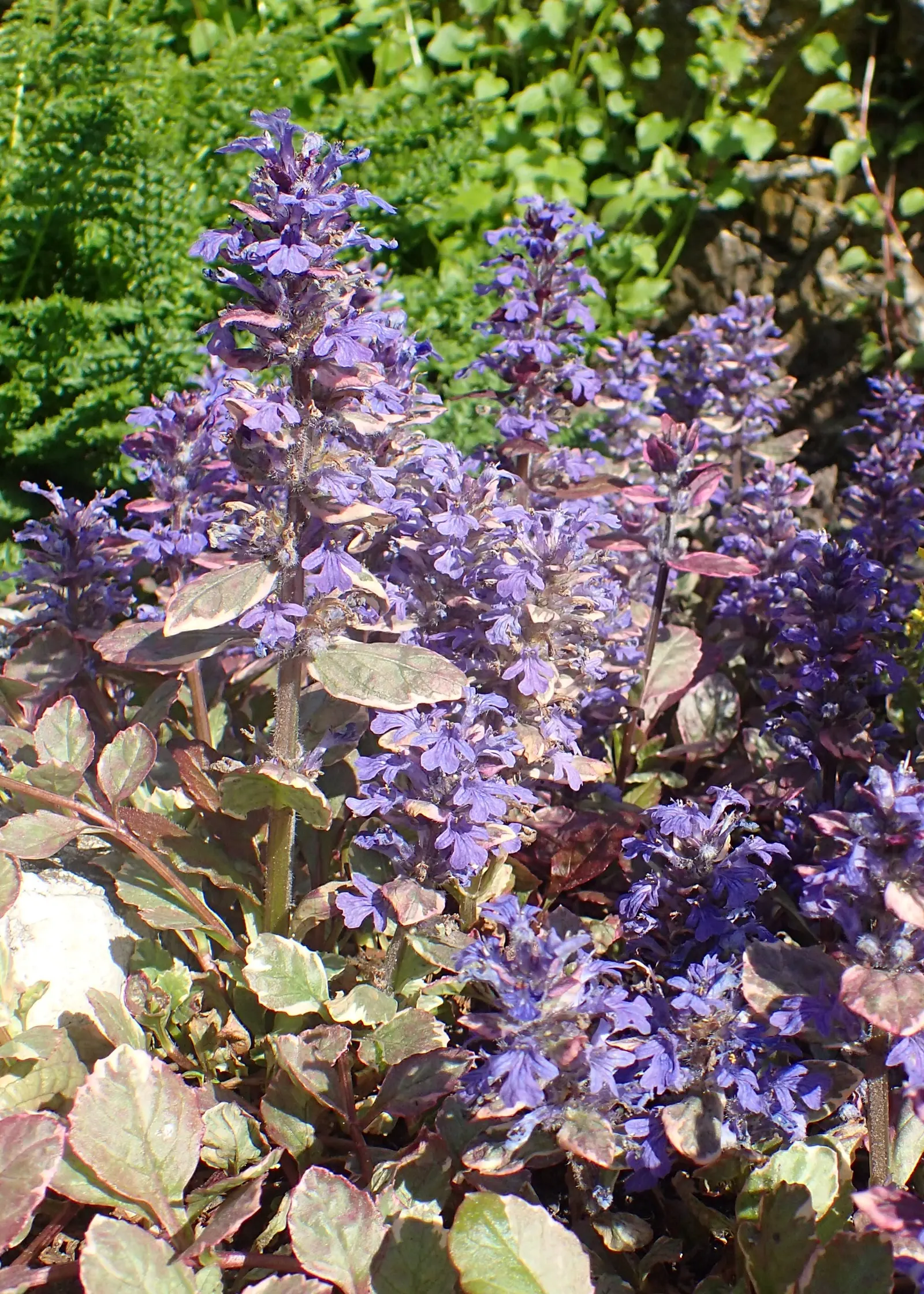 Burgundy Glow Bugleweed (Ajuga Reptans 'Burgundy Glow') — this easy-to-care-for perennial attracts pollinators such as bees while being resistant to deer