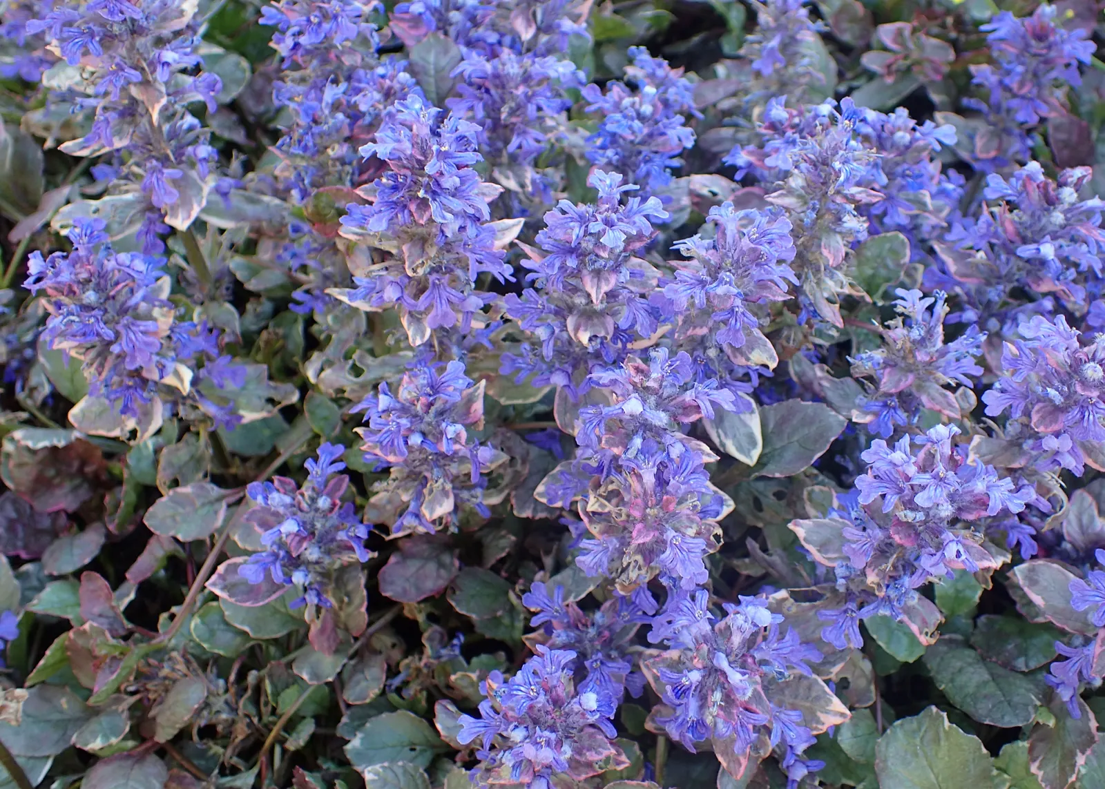 Burgundy Glow Bugleweed (Ajuga Reptans 'Burgundy Glow') — this versatile groundcover thrives in full to partial shade